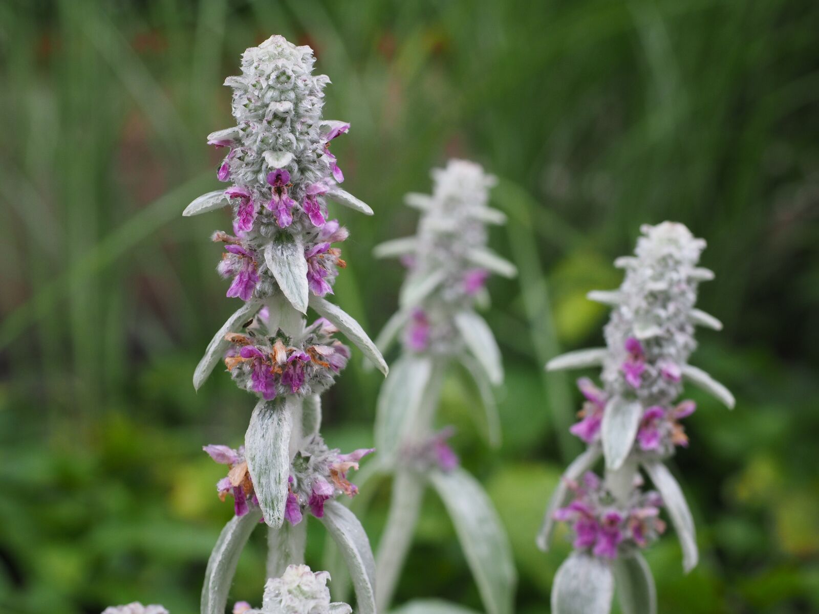 Olympus OM-D E-M1 + Olympus M.Zuiko Digital ED 12-40mm F2.8 Pro sample photo. Stachys wool, stachys, flowers photography
