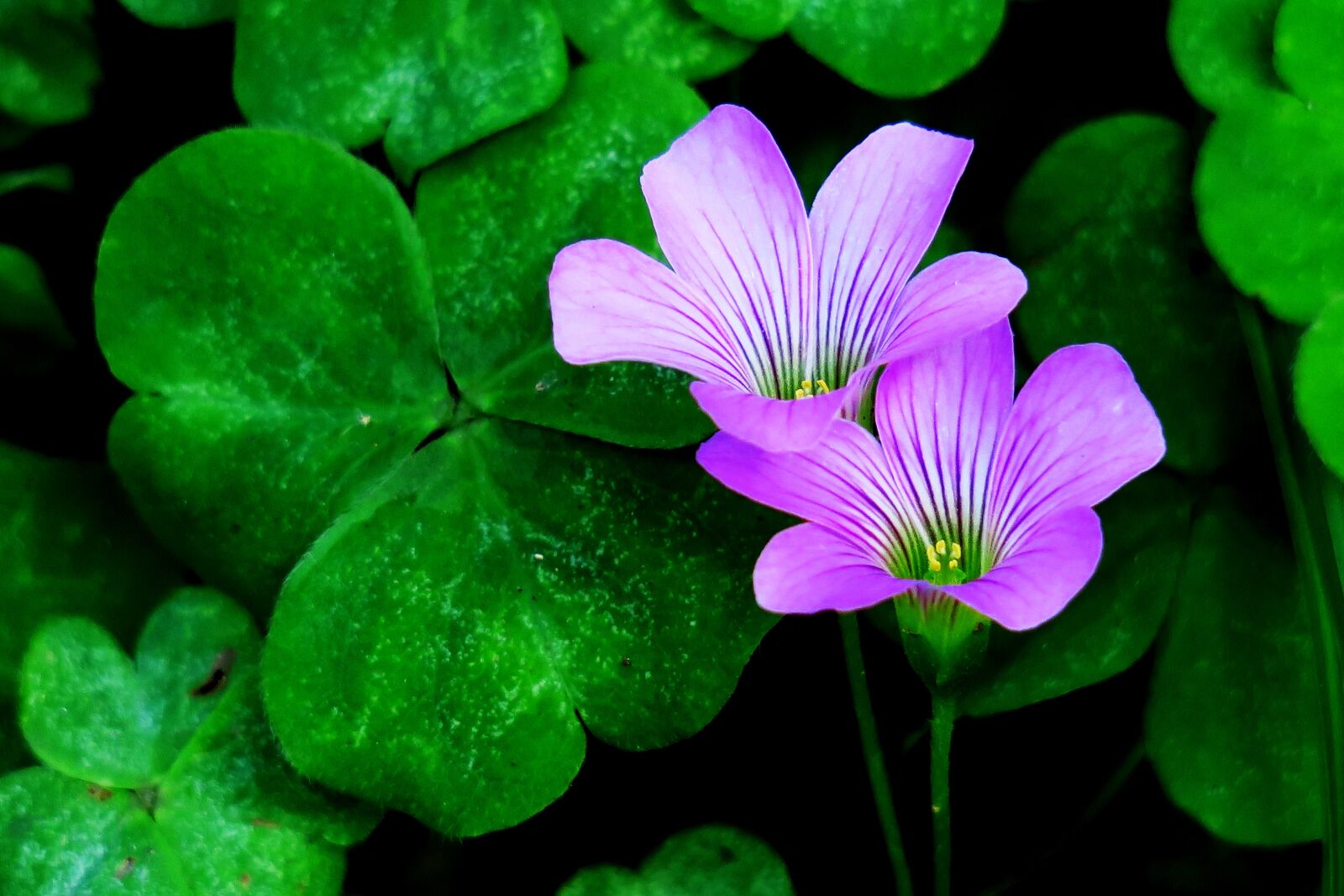 Canon PowerShot G3 X sample photo. Shamrock, hong kong, clover photography