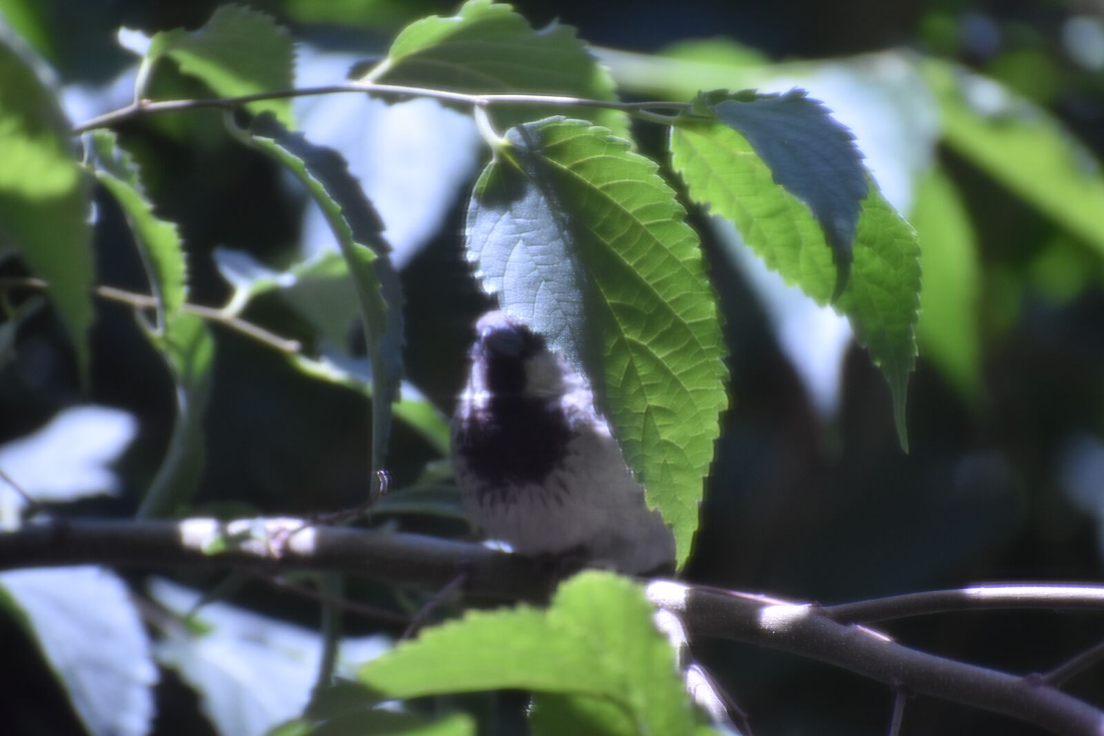 Nikon D3400 sample photo. Bird, nature, animals photography