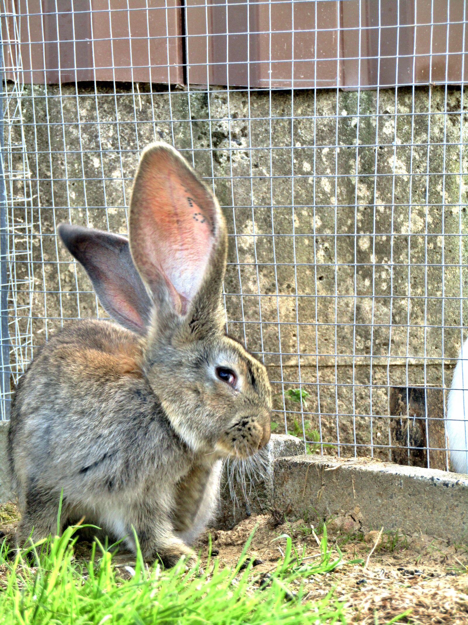 Canon POWERSHOT SX432 IS sample photo. German giant, rabbit, hare photography