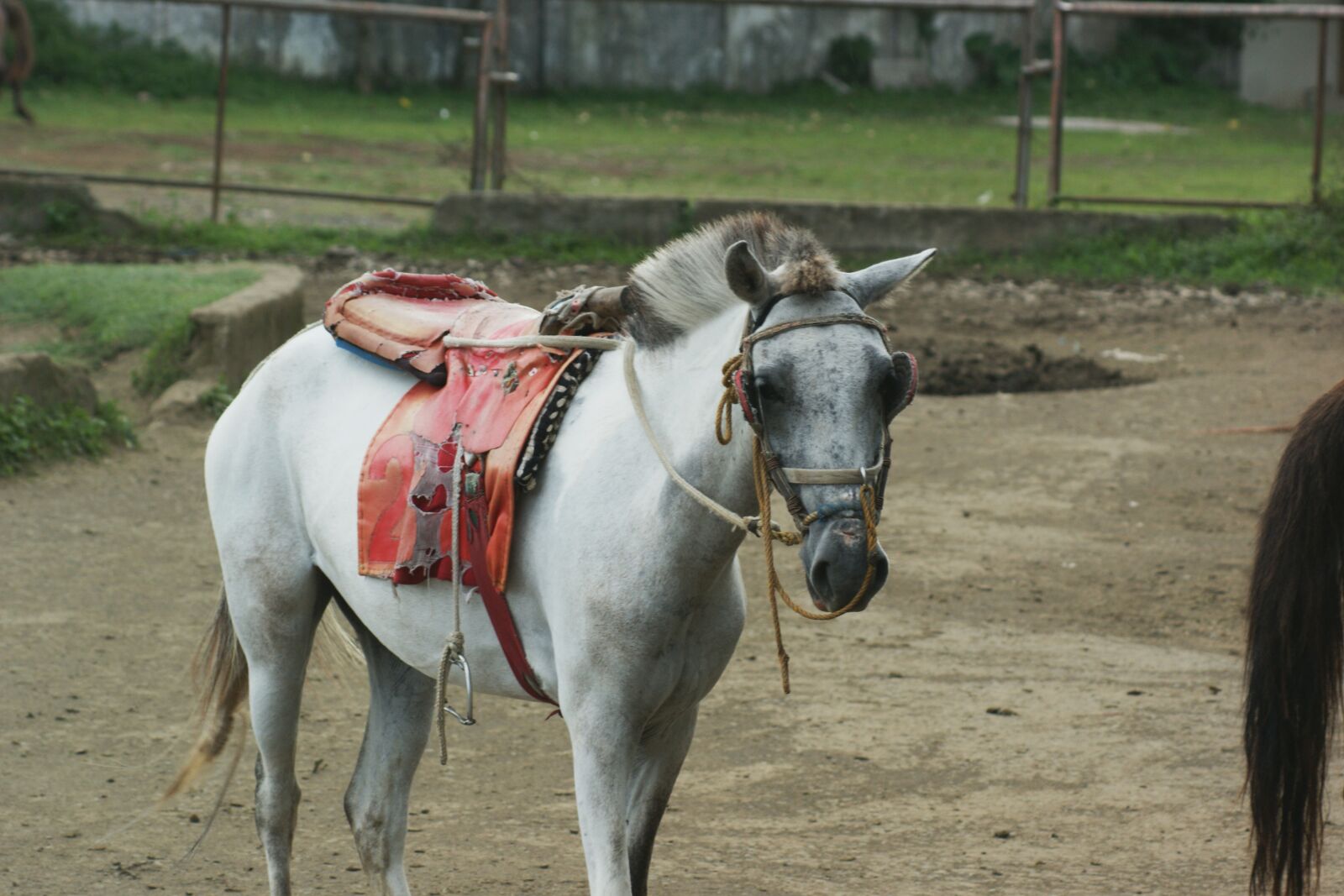 Sony Alpha DSLR-A350 sample photo. Animal, horse, life photography