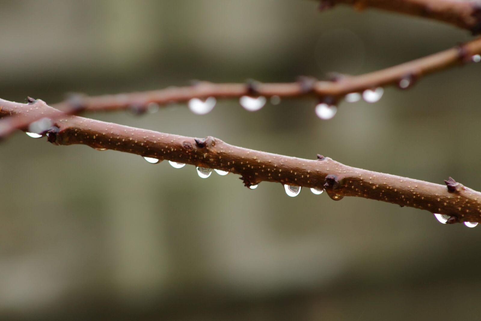 Canon EOS 2000D (EOS Rebel T7 / EOS Kiss X90 / EOS 1500D) sample photo. Branch, raindrop, drop of photography