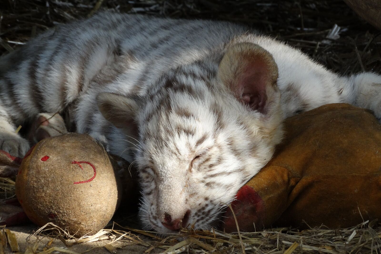 Sony Cyber-shot DSC-HX300 sample photo. Cub, white tiger, feline photography