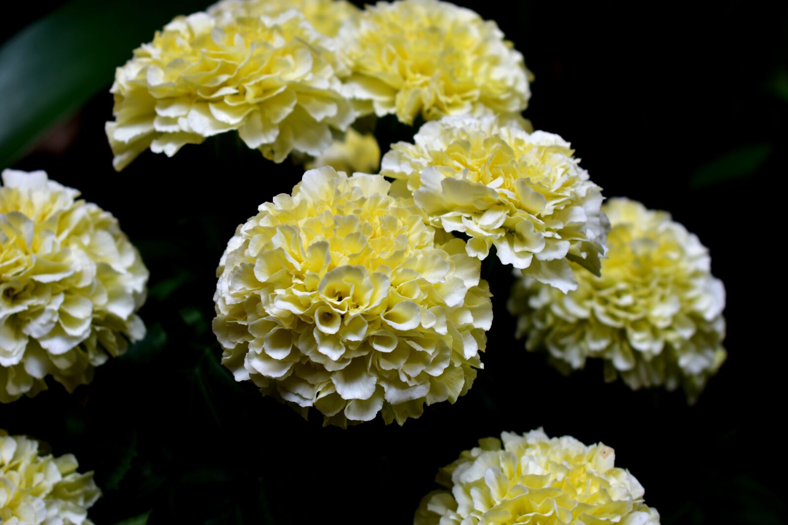 Nikon D5600 sample photo. Flower, flowers, dead photography