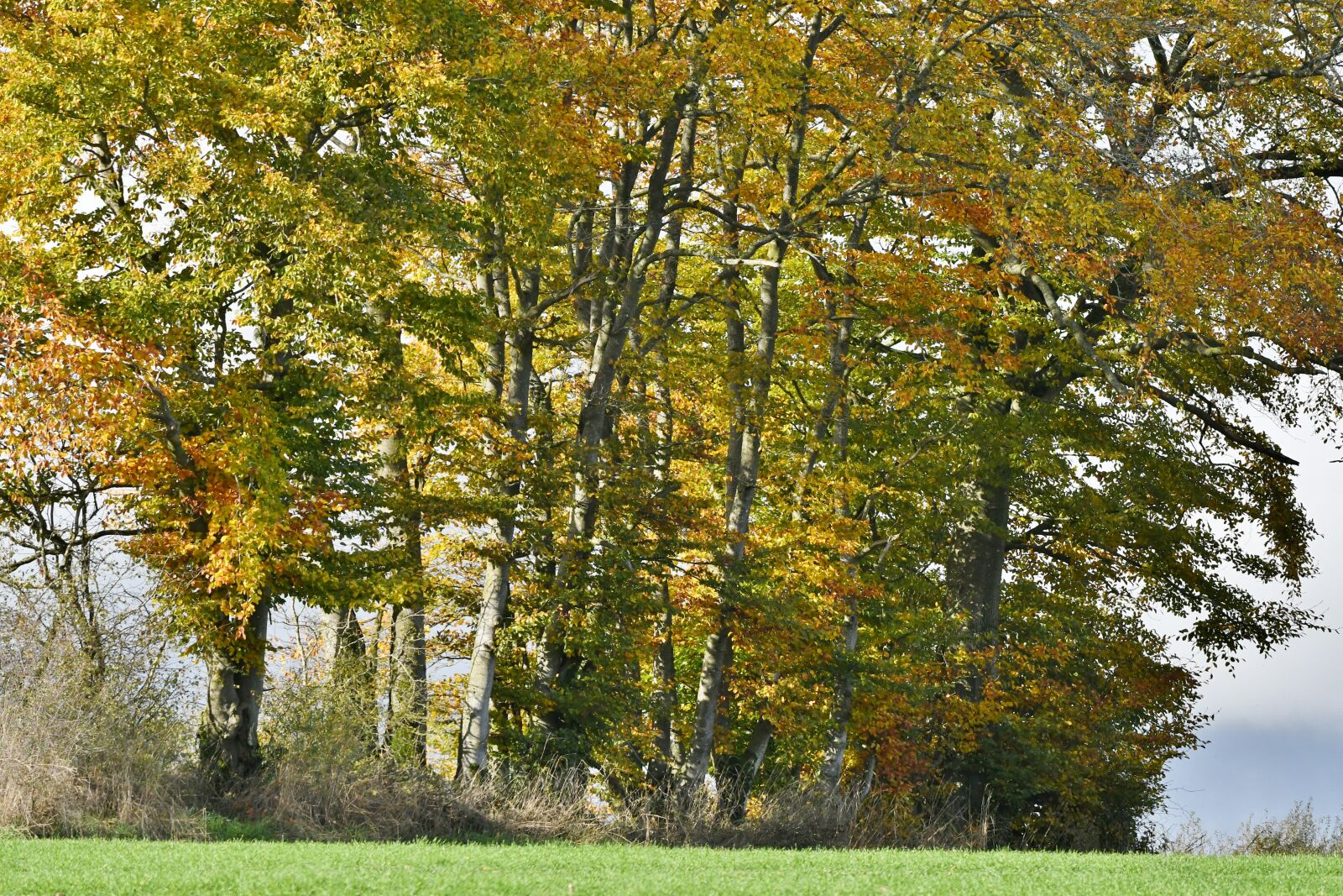 Nikon D500 sample photo. Trees, autumn, fall colors photography