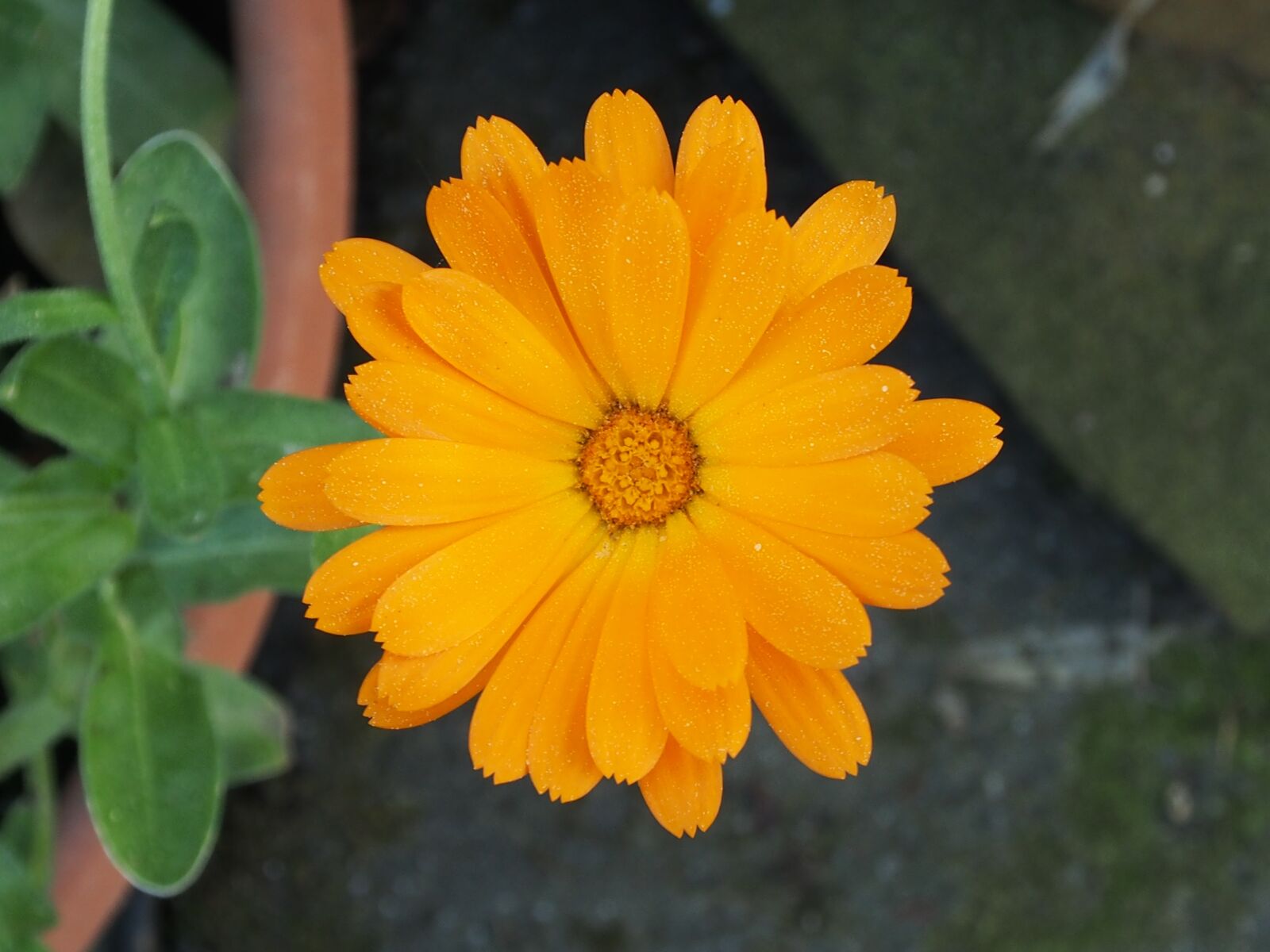 Olympus OM-D E-M5 sample photo. Marigold, yellow flower, single photography