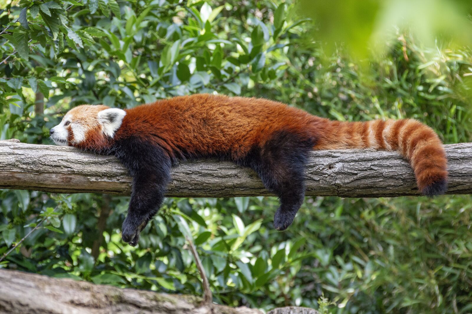 Nikon D3200 sample photo. Animal, panda, cute photography