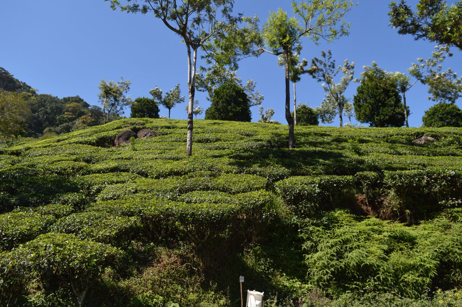 Nikon D3200 sample photo. Nature, india, kerala photography