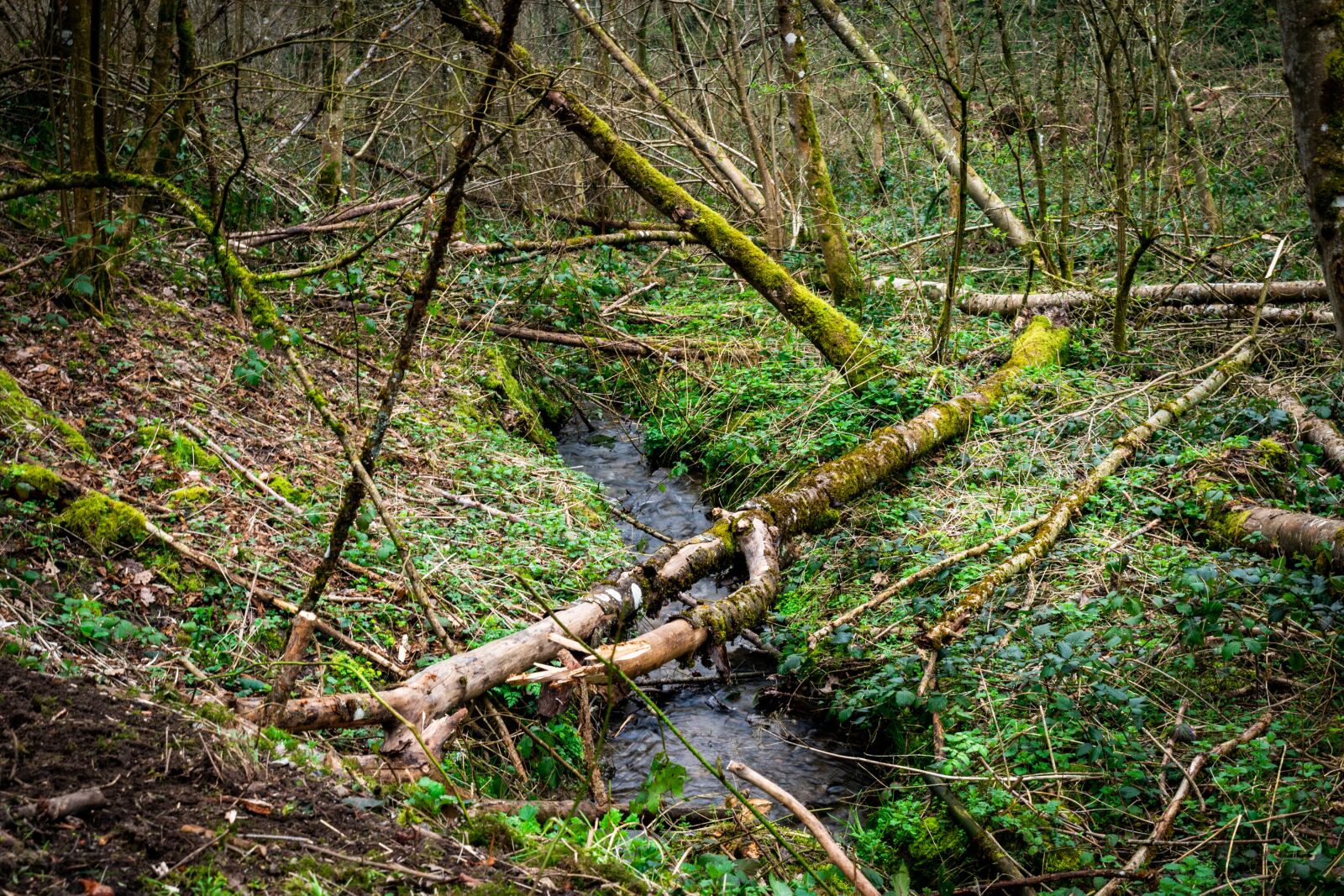 Nikon D3500 sample photo. Forest, nature, landscape photography