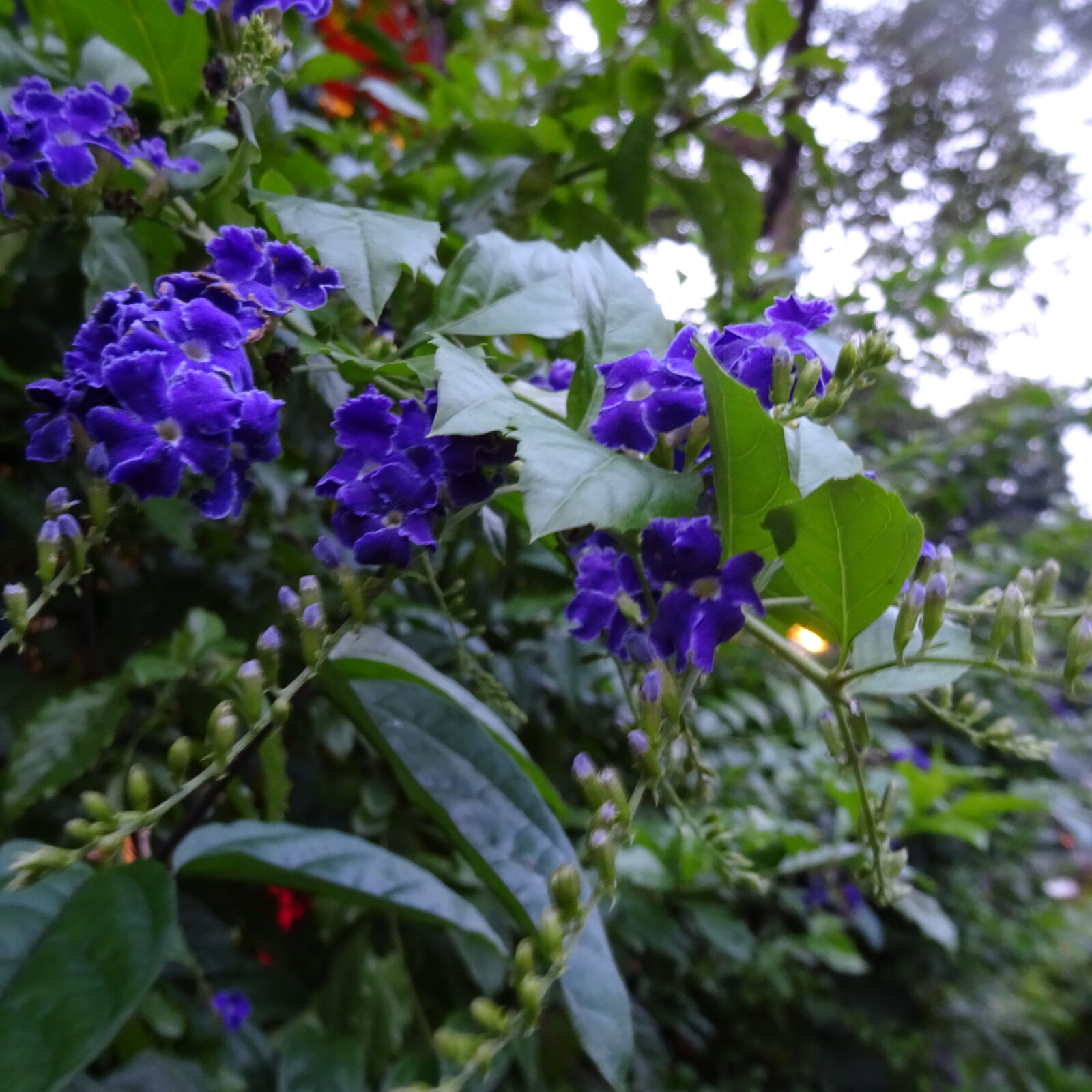 Sony Cyber-shot DSC-WX350 sample photo