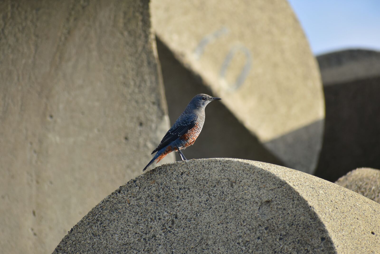 Nikon D7200 sample photo. Animal, sea, beach photography