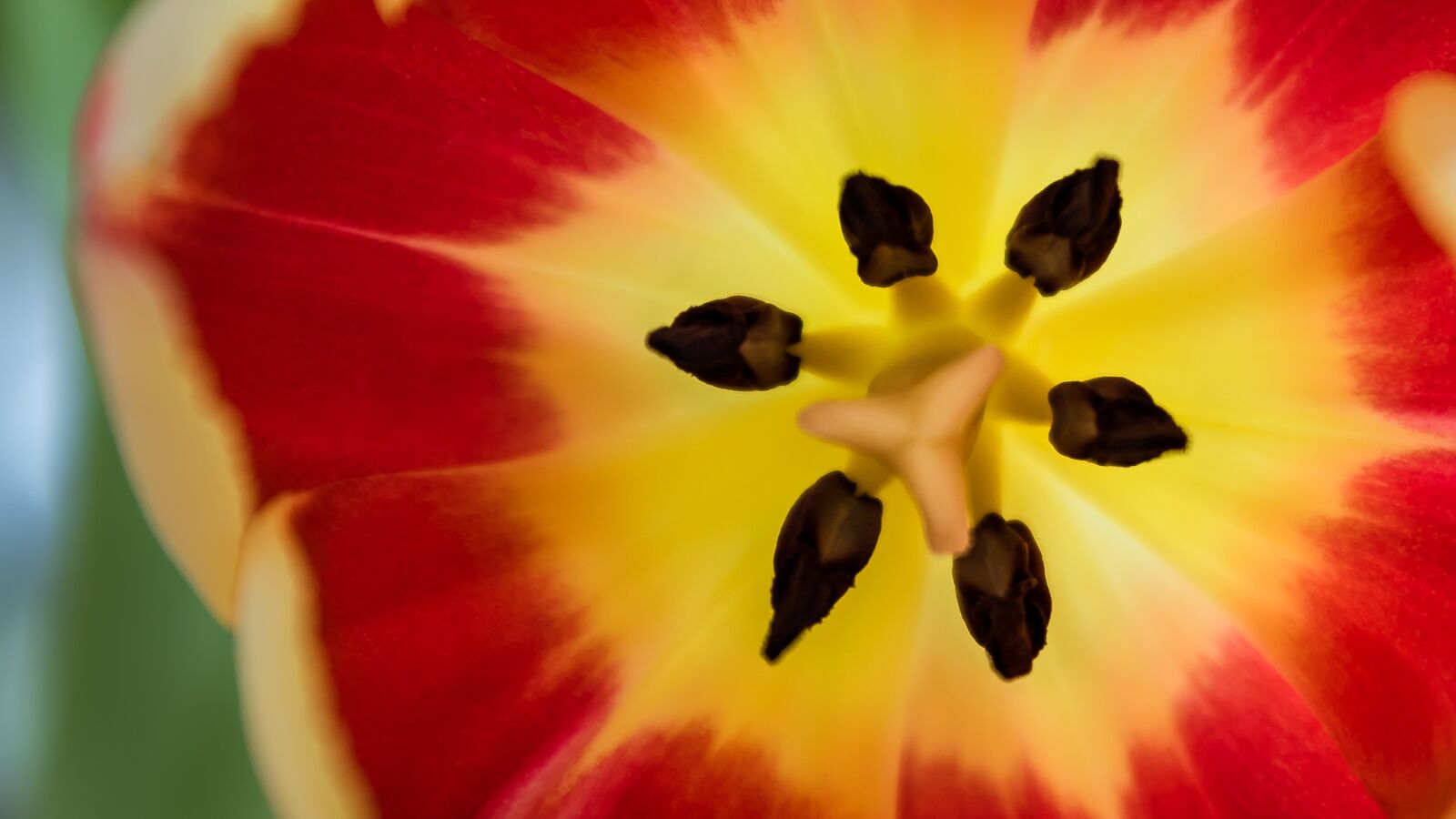 Nikon D810 sample photo. Tulip, flower, colorful photography