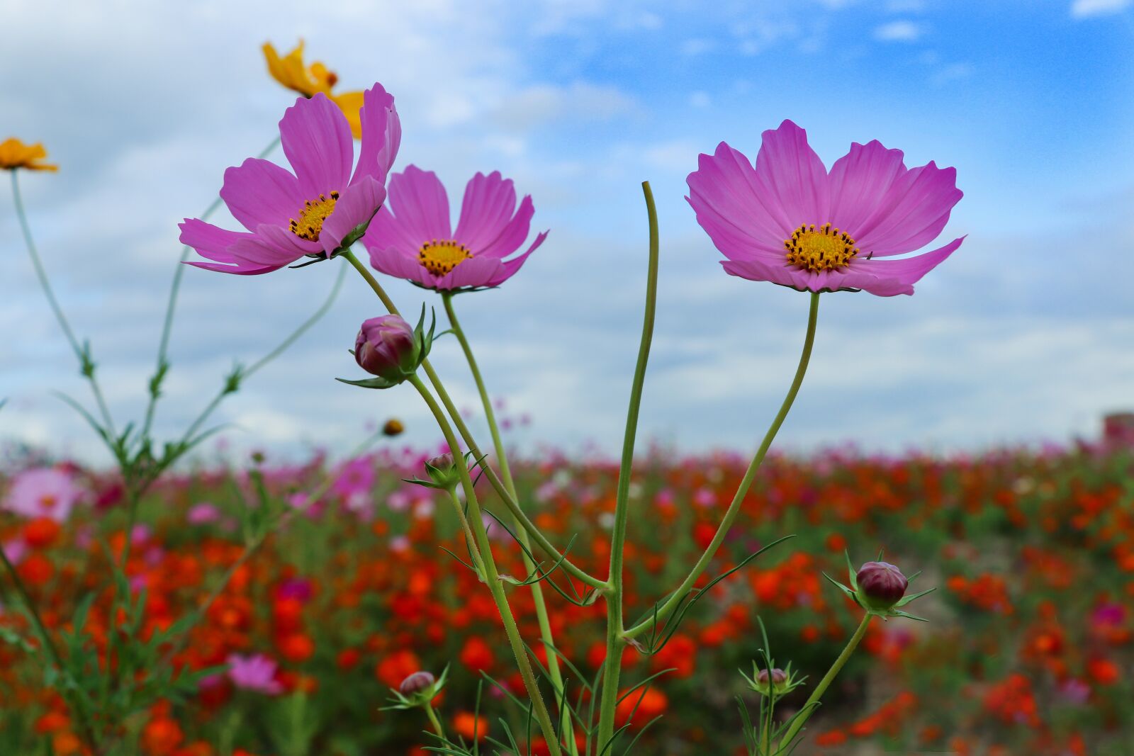 Canon EF-S 18-135mm F3.5-5.6 IS USM sample photo. Cosmos, flower, in full photography