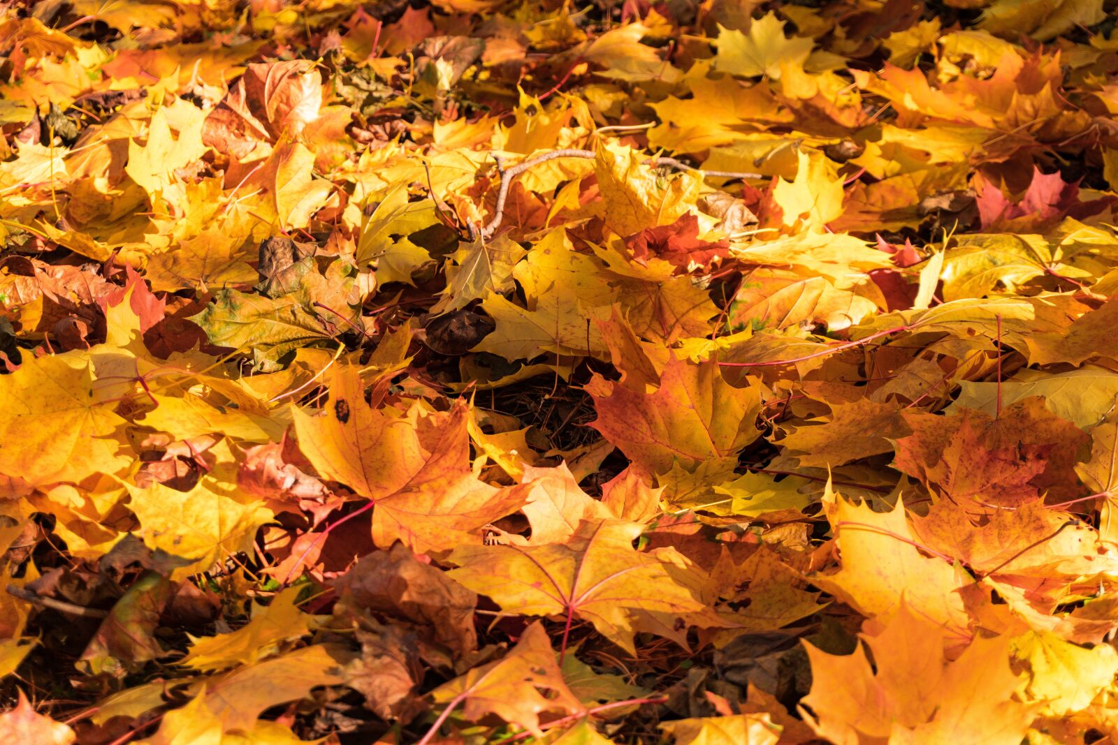 Sony a6300 sample photo. Autumn, maple, foliage photography