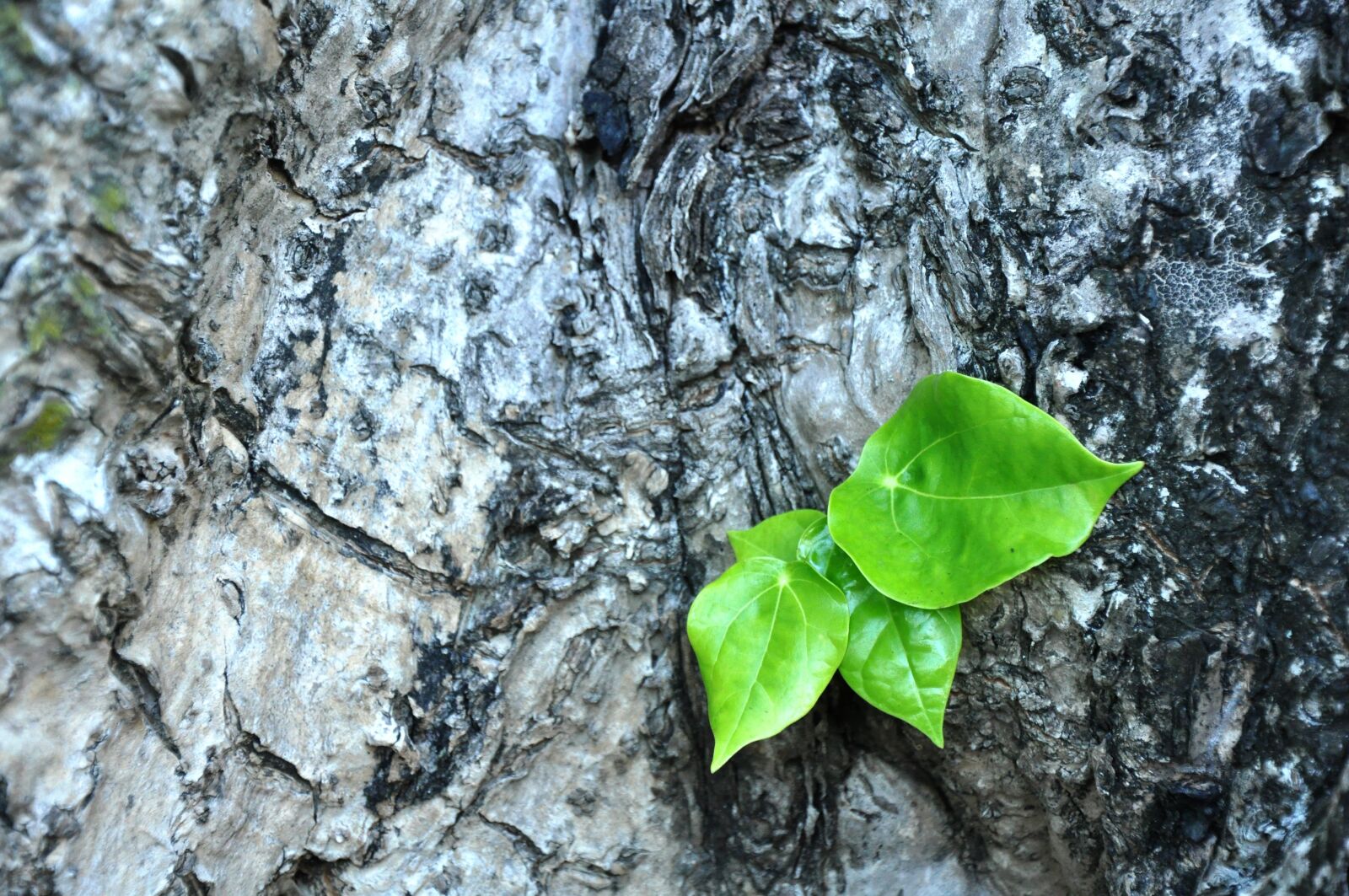 Nikon D90 sample photo. Green, leaf, spring photography