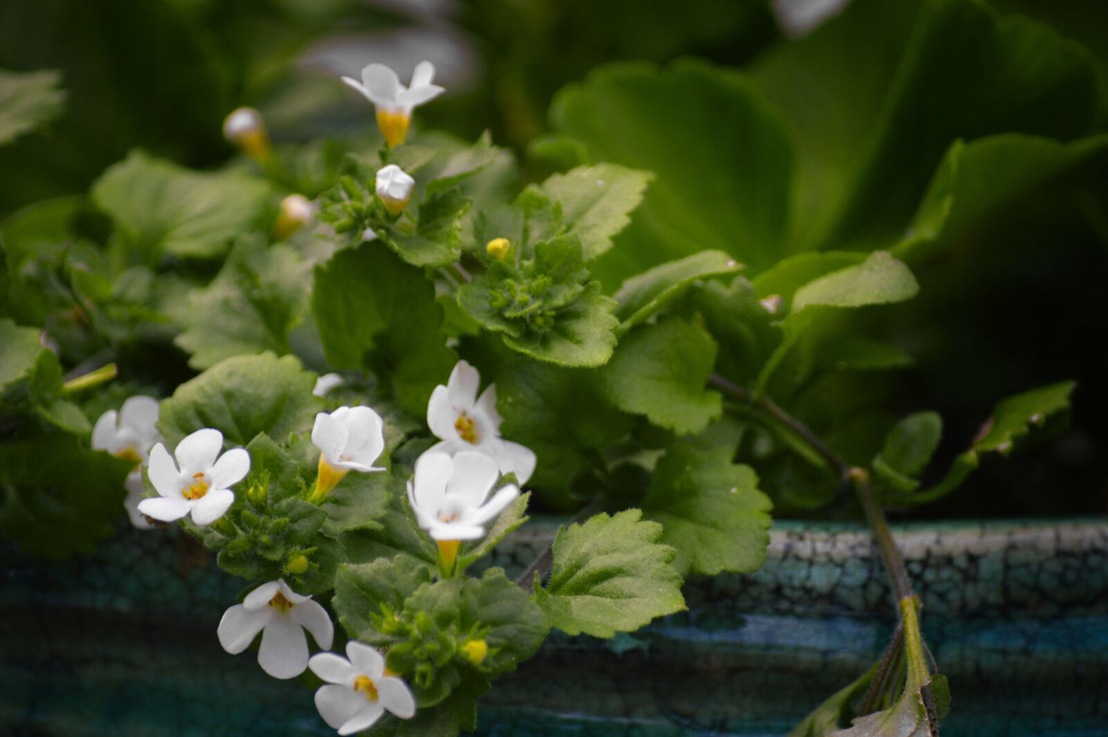 Nikon D3200 sample photo. Bacopa, flower, garden photography