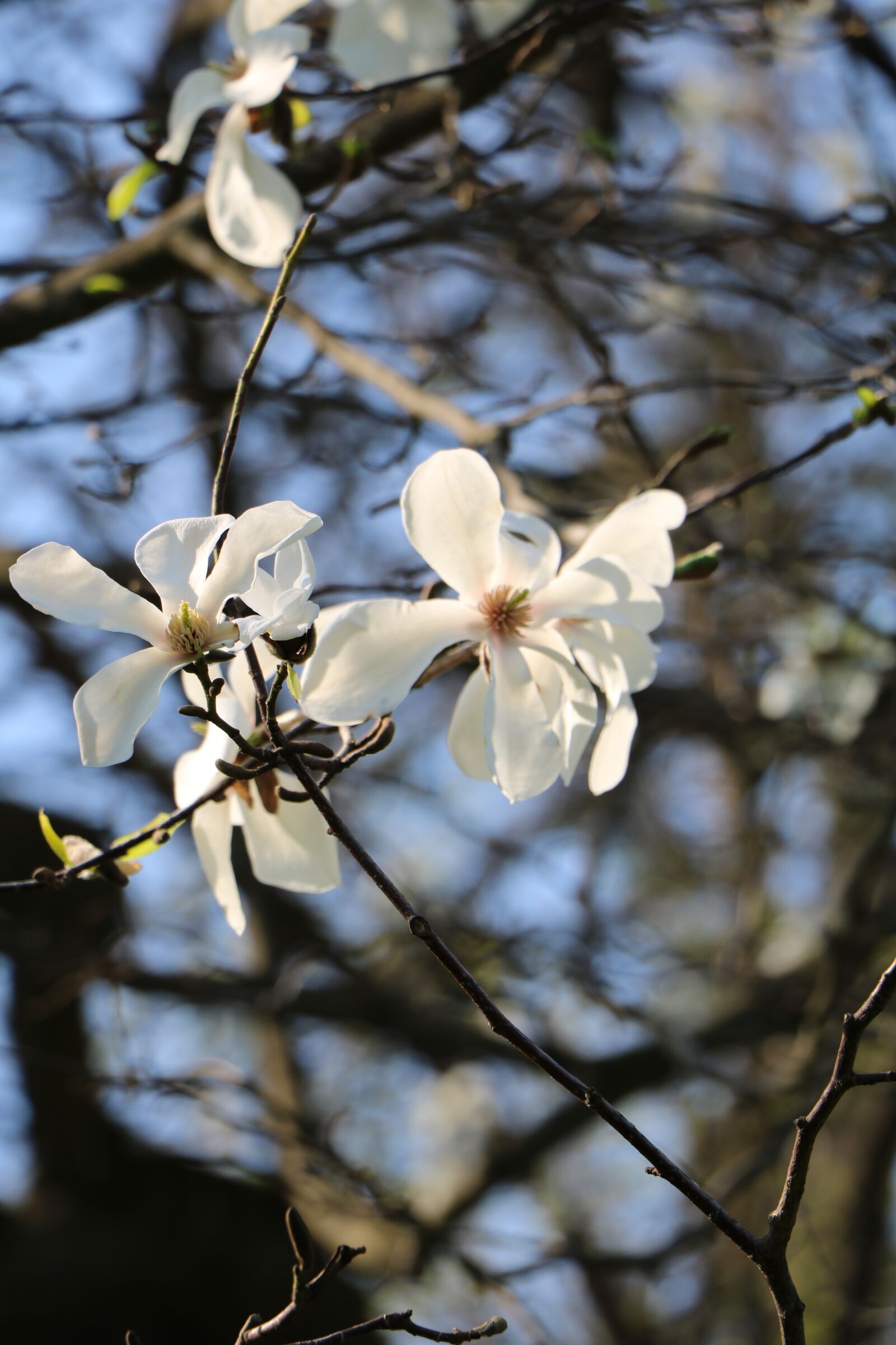 Canon EOS 750D (EOS Rebel T6i / EOS Kiss X8i) sample photo. Tree, branch, flower photography