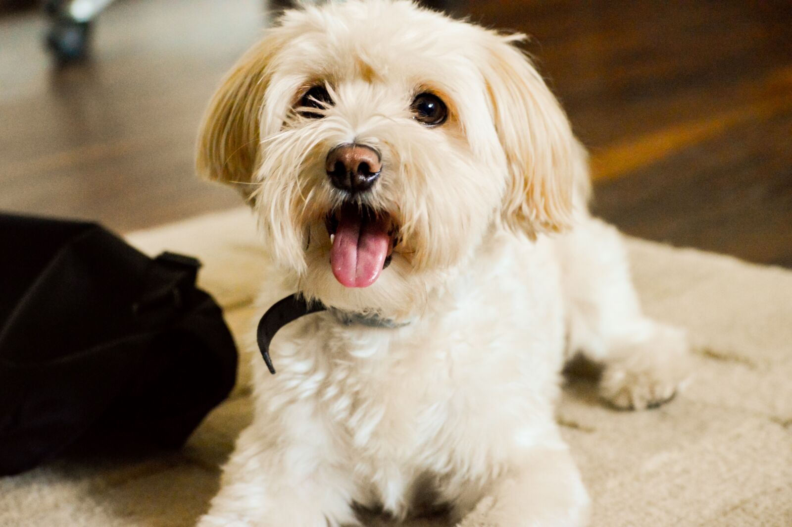 Nikon D3200 sample photo. Dog, handsome, animal photography