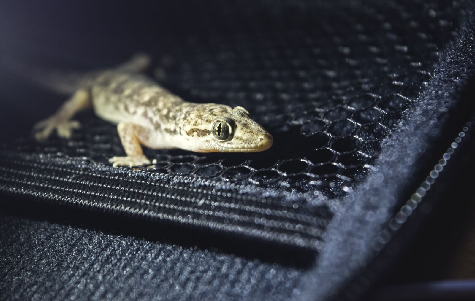 Nikon D3300 sample photo. Gecko, animal, natural photography