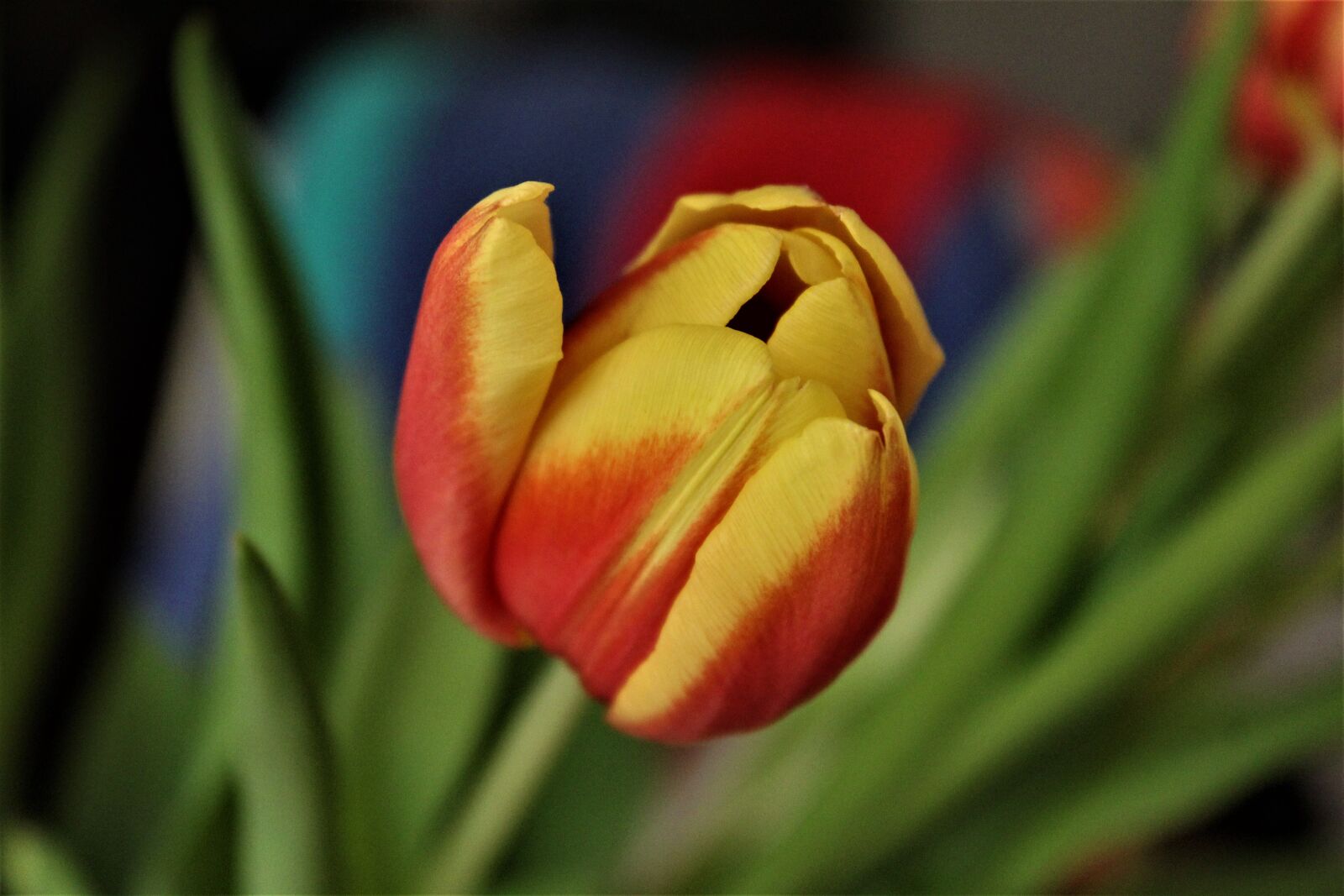 Canon EOS 1300D (EOS Rebel T6 / EOS Kiss X80) sample photo. Tulip, nature, flower photography