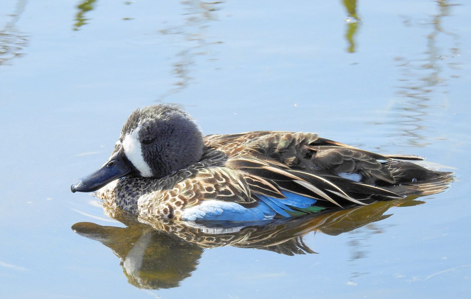 Nikon Coolpix P900 sample photo. Duck, bird, animal photography
