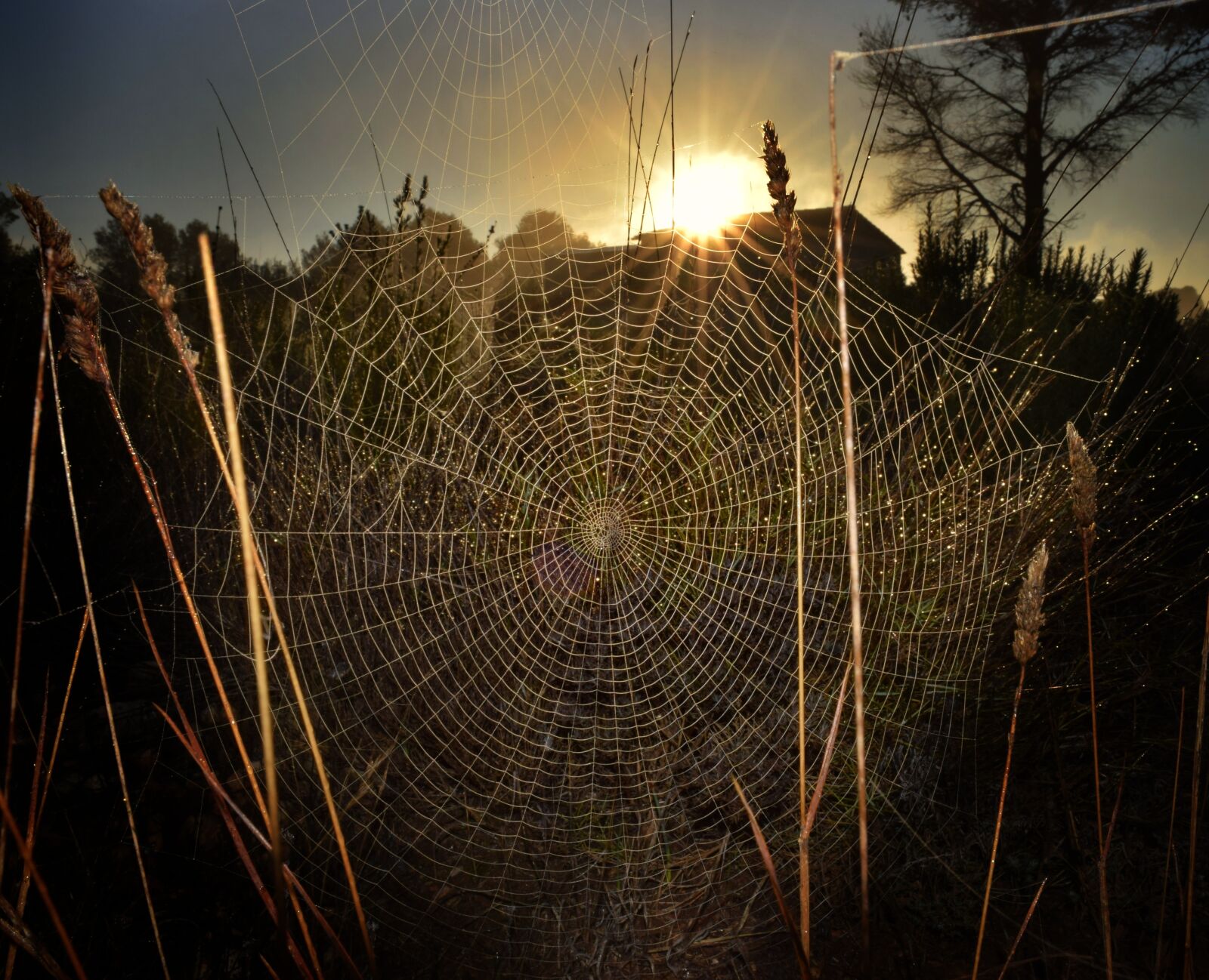 Nikon D3300 sample photo. Spiderweb, spider, trap photography