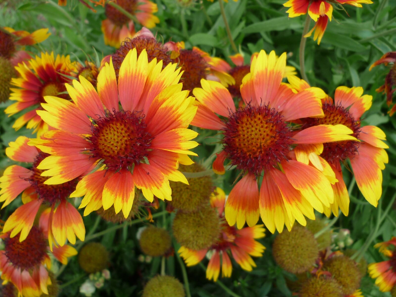 Panasonic Lumix DMC-FS6 sample photo. Coneflower, flower, red photography