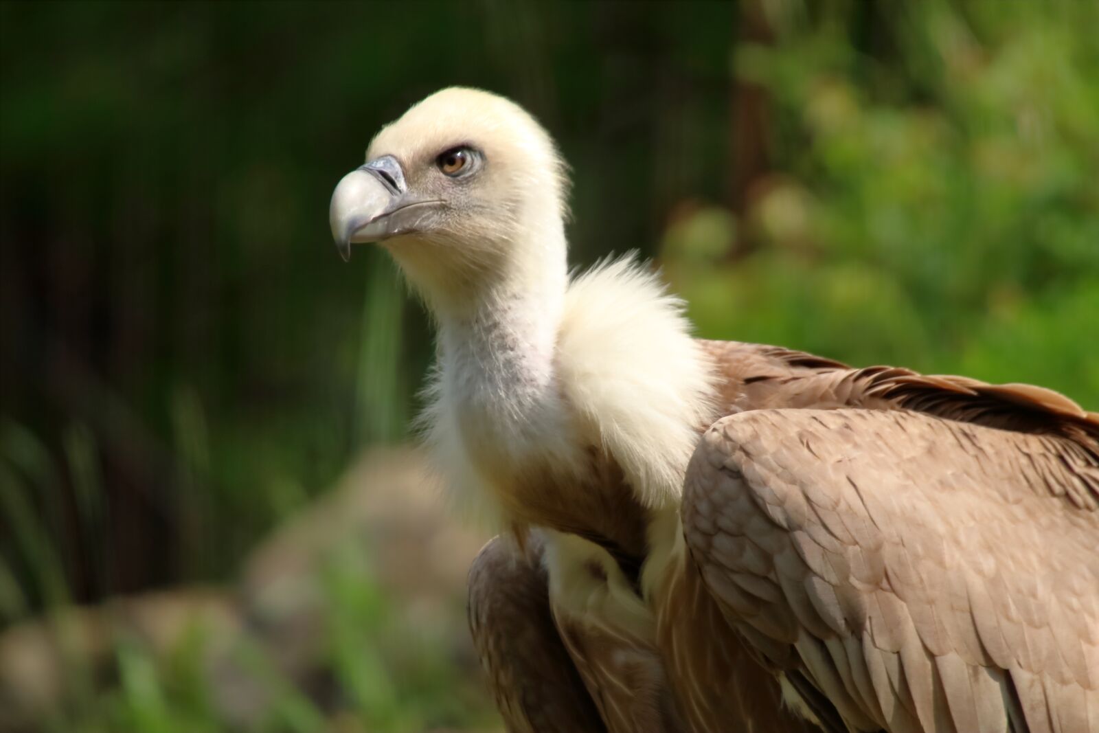 Canon EOS 1300D (EOS Rebel T6 / EOS Kiss X80) sample photo. Vulture, bird, raptor photography