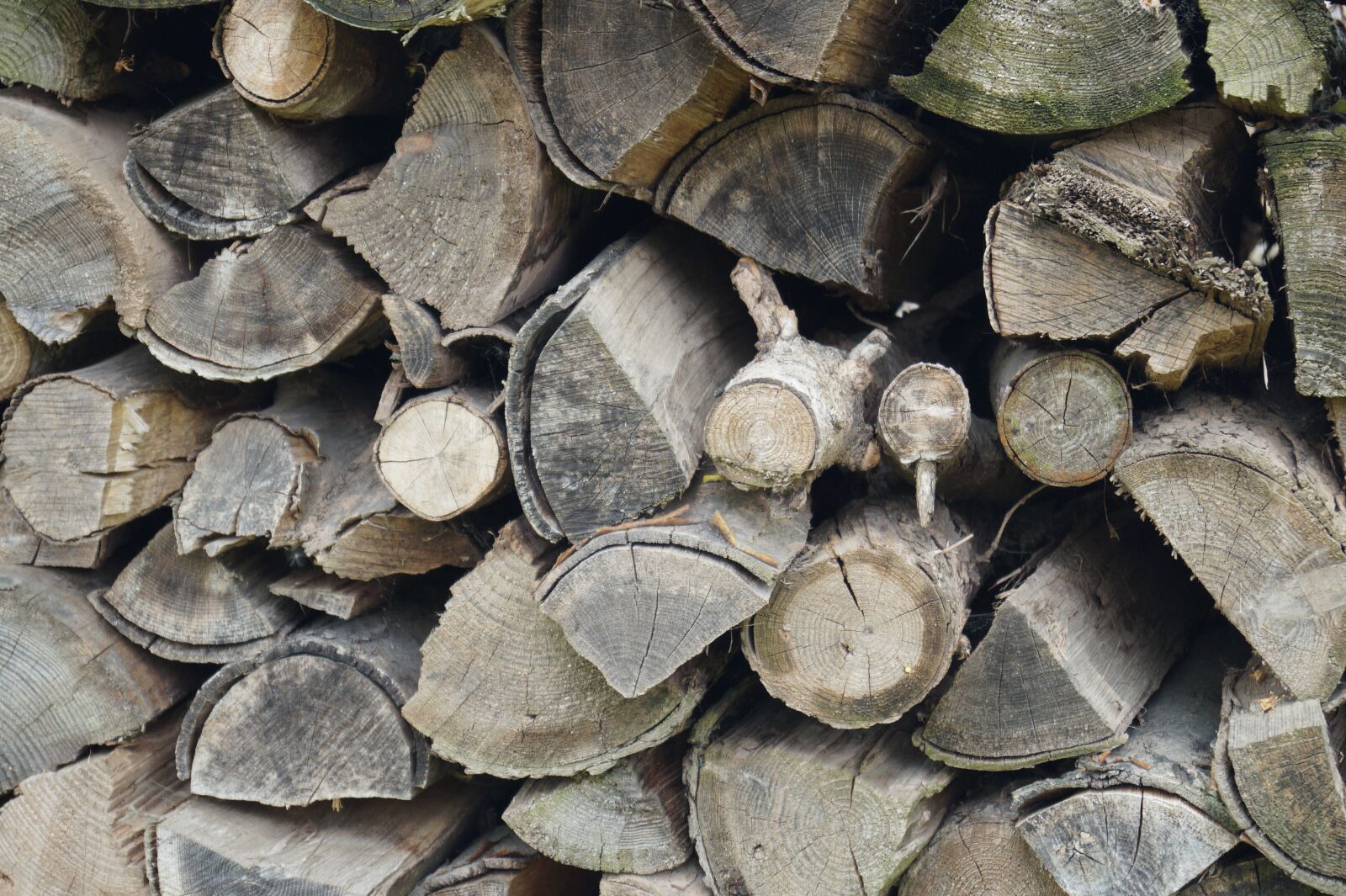Sony DT 18-55mm F3.5-5.6 SAM II sample photo. Pile of wood, wood photography