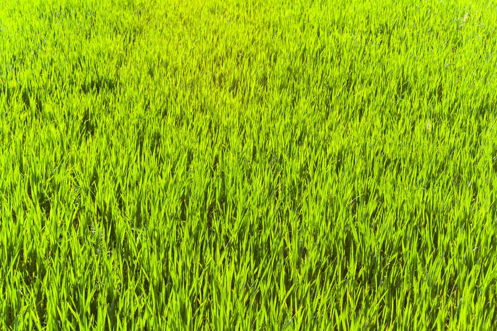 Canon EOS 350D (EOS Digital Rebel XT / EOS Kiss Digital N) sample photo. Grass, green, blades of photography