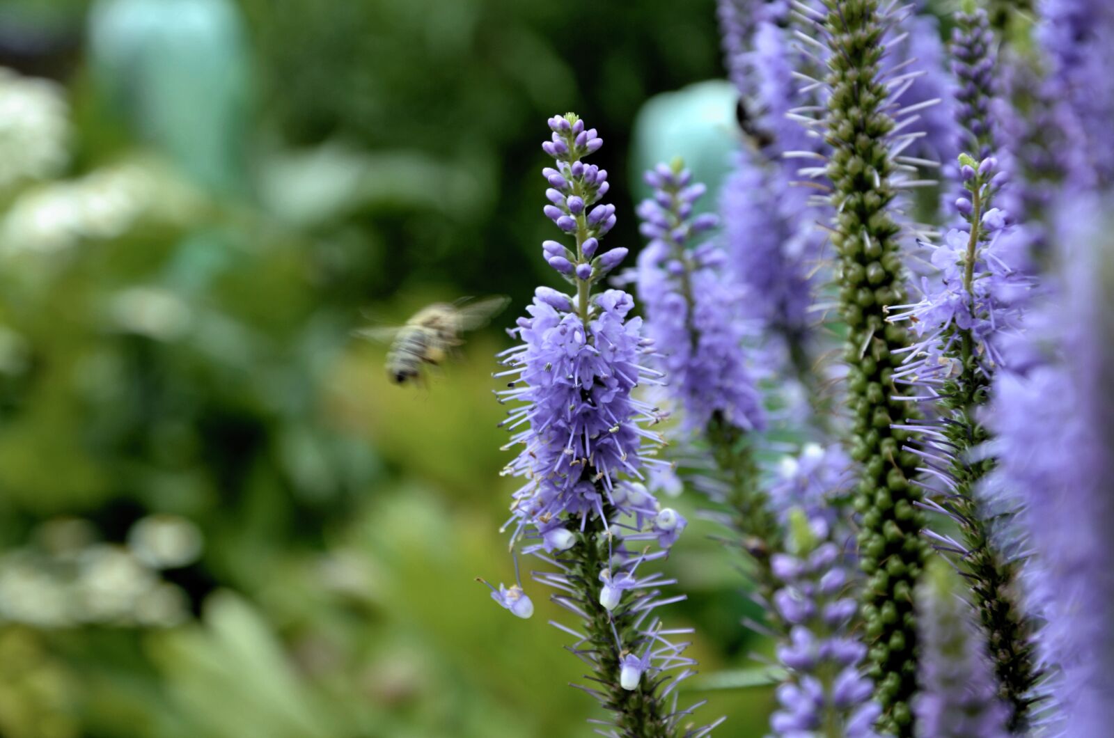 Nikon D5100 sample photo. Splendor notch, flower, shrub photography