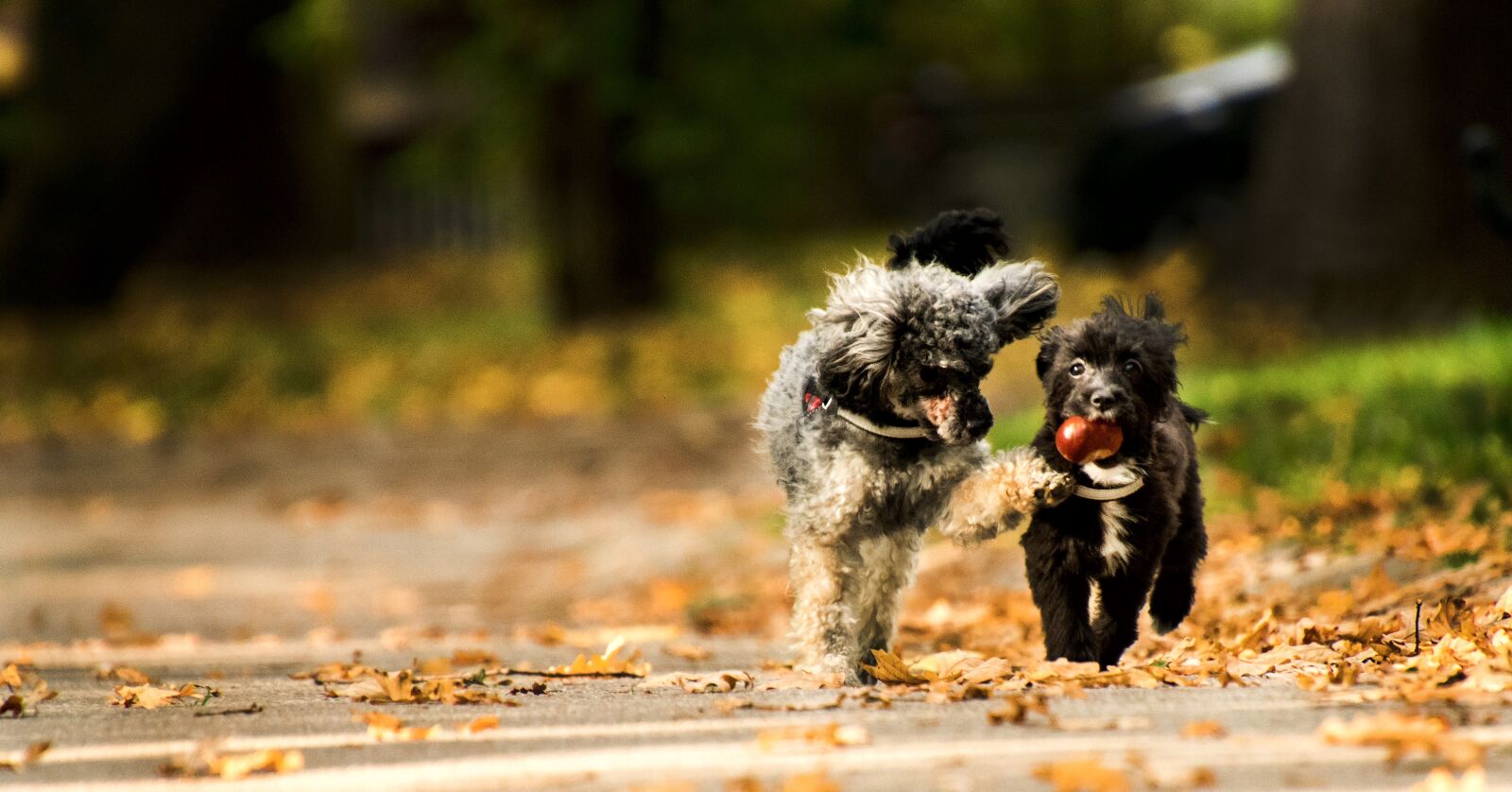 Nikon D3300 sample photo. Animal, dog, nature photography