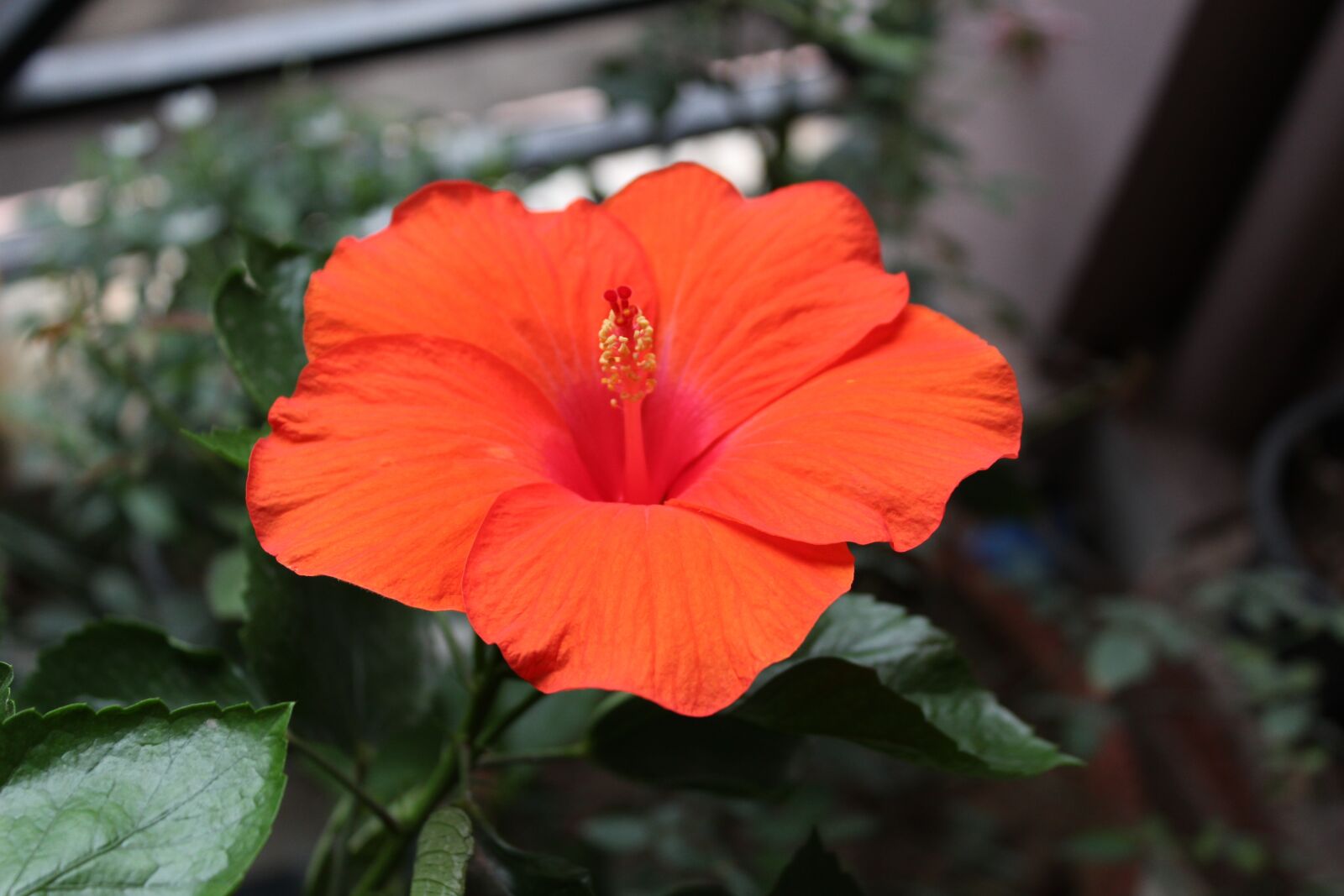 Canon EOS 1300D (EOS Rebel T6 / EOS Kiss X80) sample photo. Red, hibiscus, flower photography