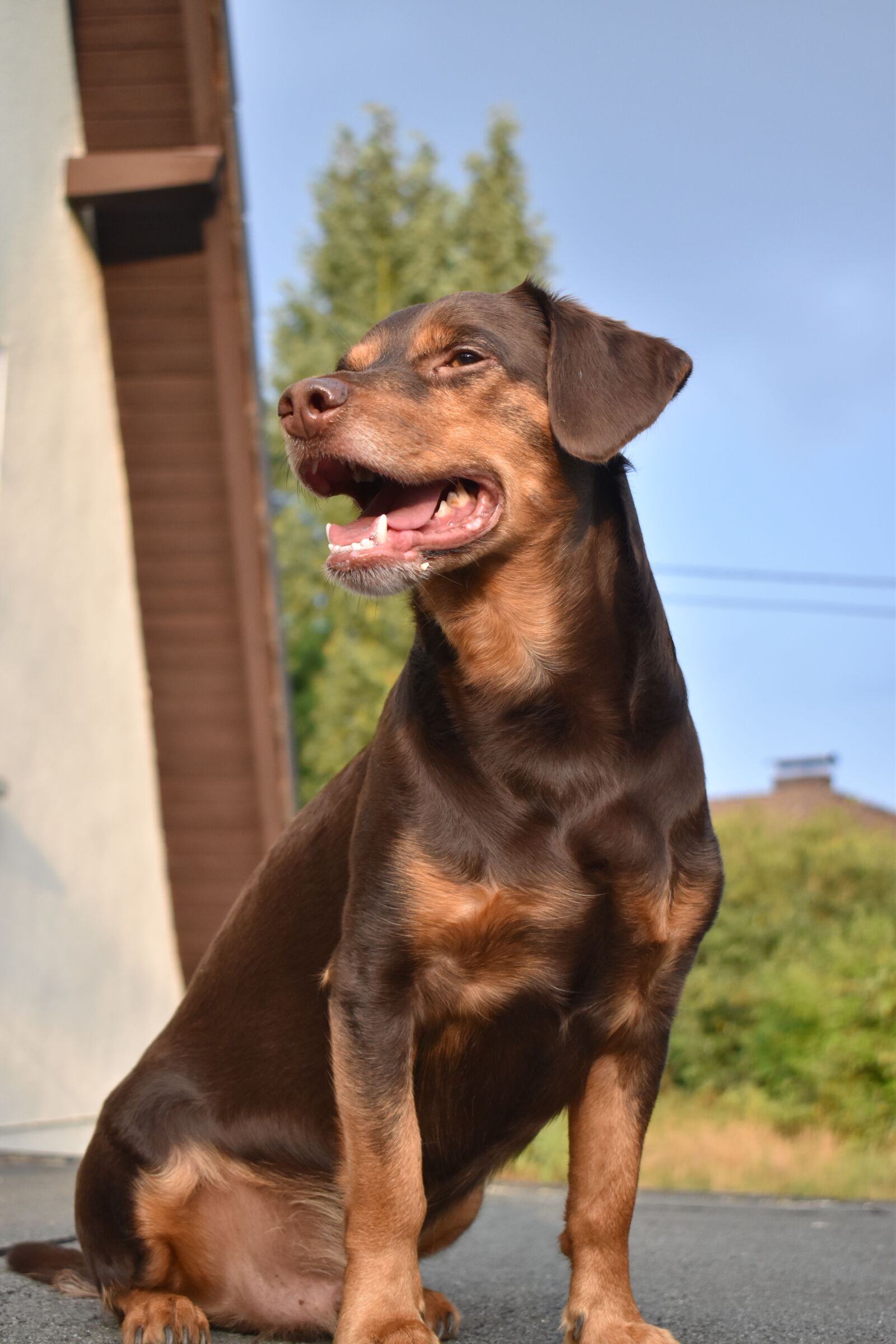 Nikon D3500 sample photo. Dog, sweet, cute photography
