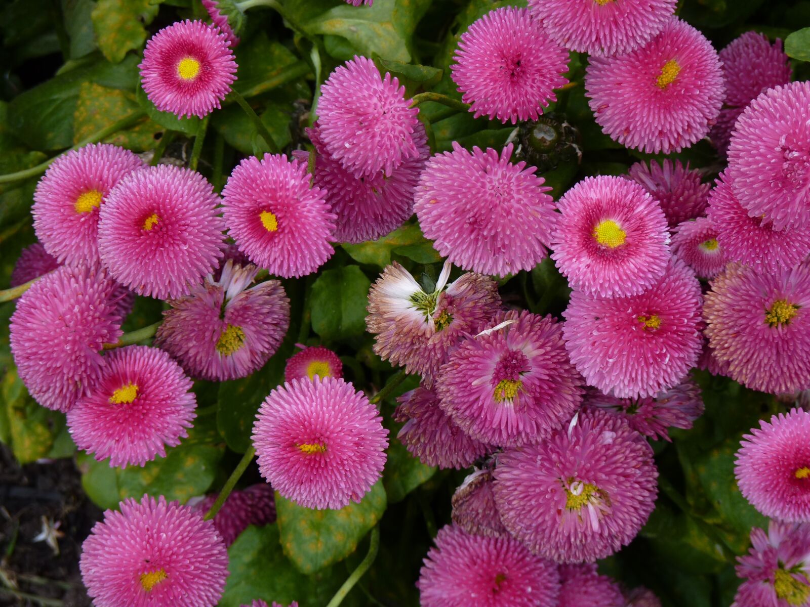 Panasonic Lumix DMC-FZ35 (Lumix DMC-FZ38) sample photo. Flower, nature, daisies photography