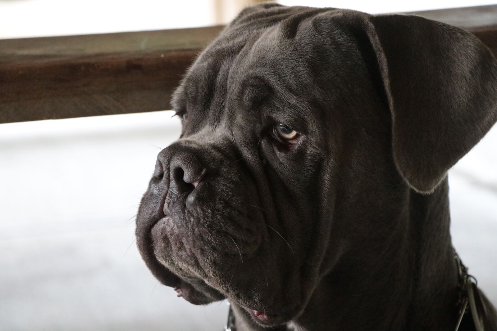 Canon EF-S 18-135mm F3.5-5.6 IS USM sample photo. Stoic, dog, pet photography
