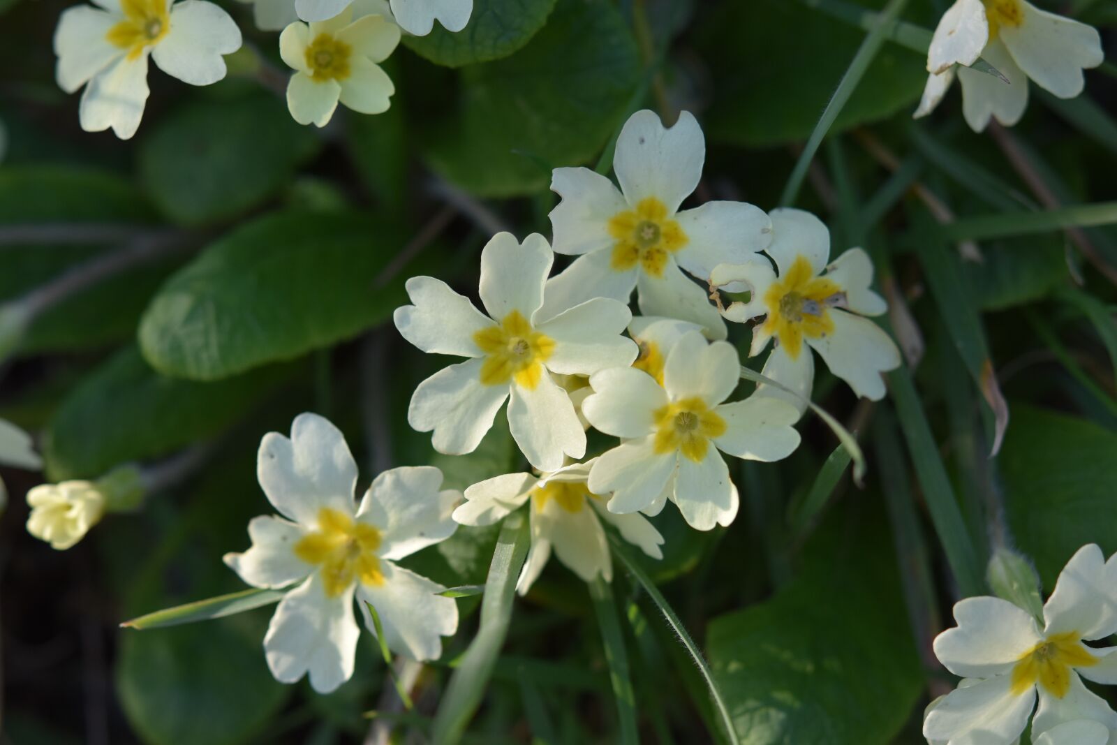Nikon D5600 sample photo. Flowers, primroses, yellow flowers photography