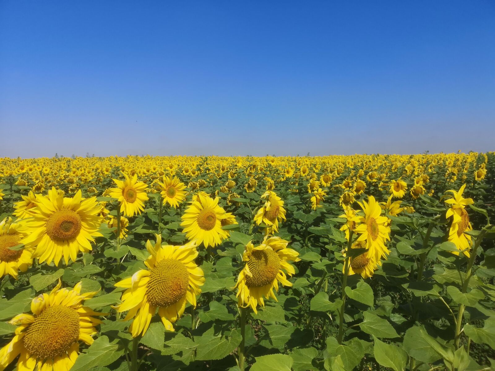 HUAWEI CLT-L29 sample photo. Sunflower, girasol, flower photography