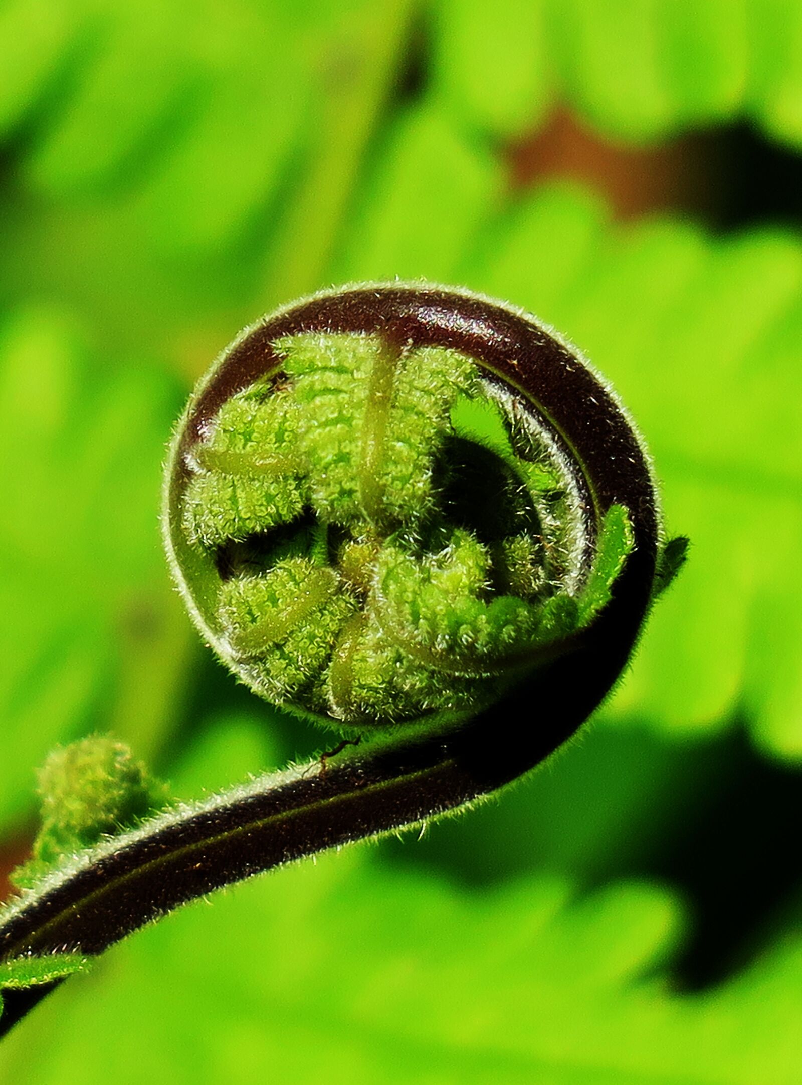 Canon PowerShot G3 X sample photo. Nature, leaf, plant photography