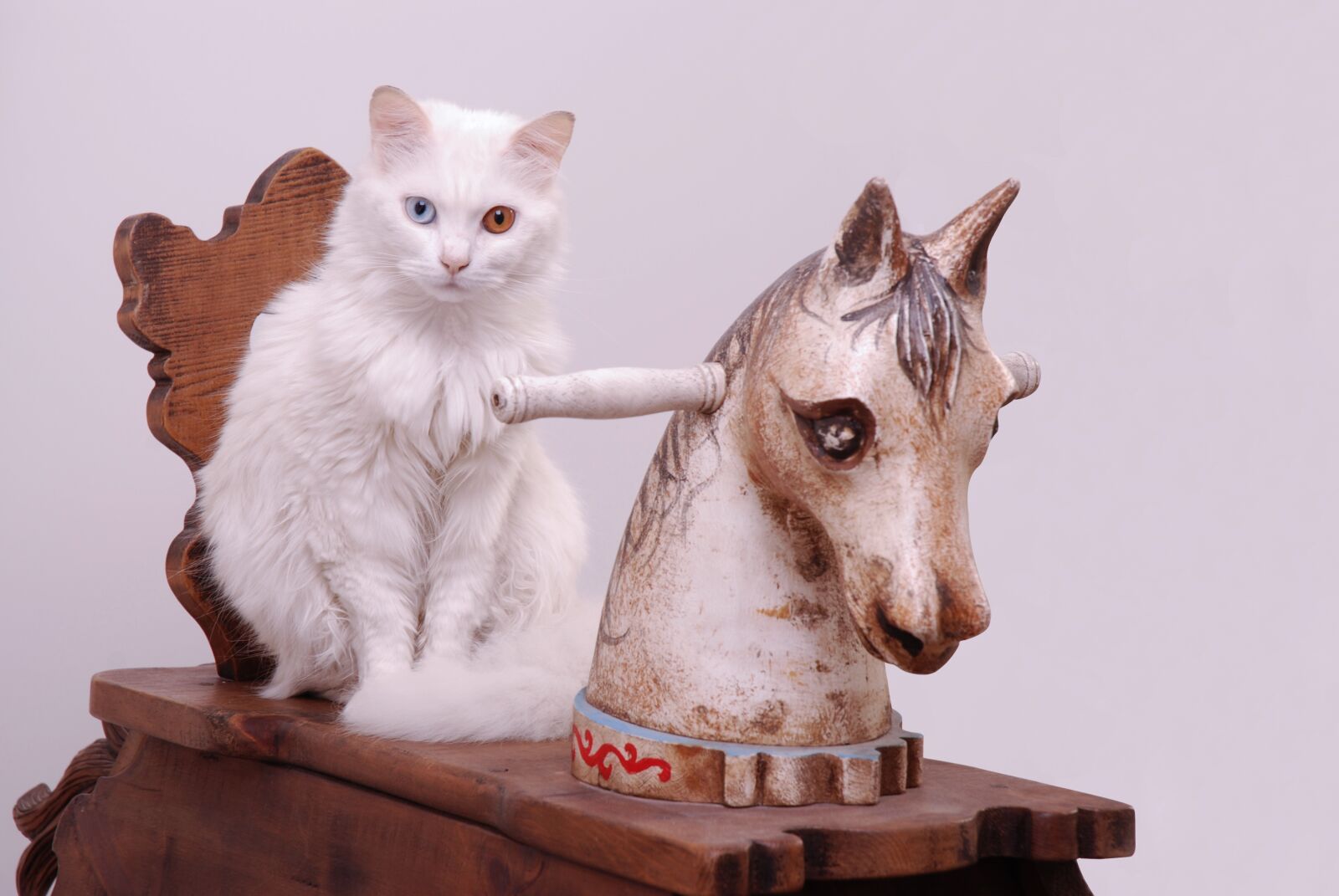 Nikon D80 sample photo. Cat, blu, rocking horse photography
