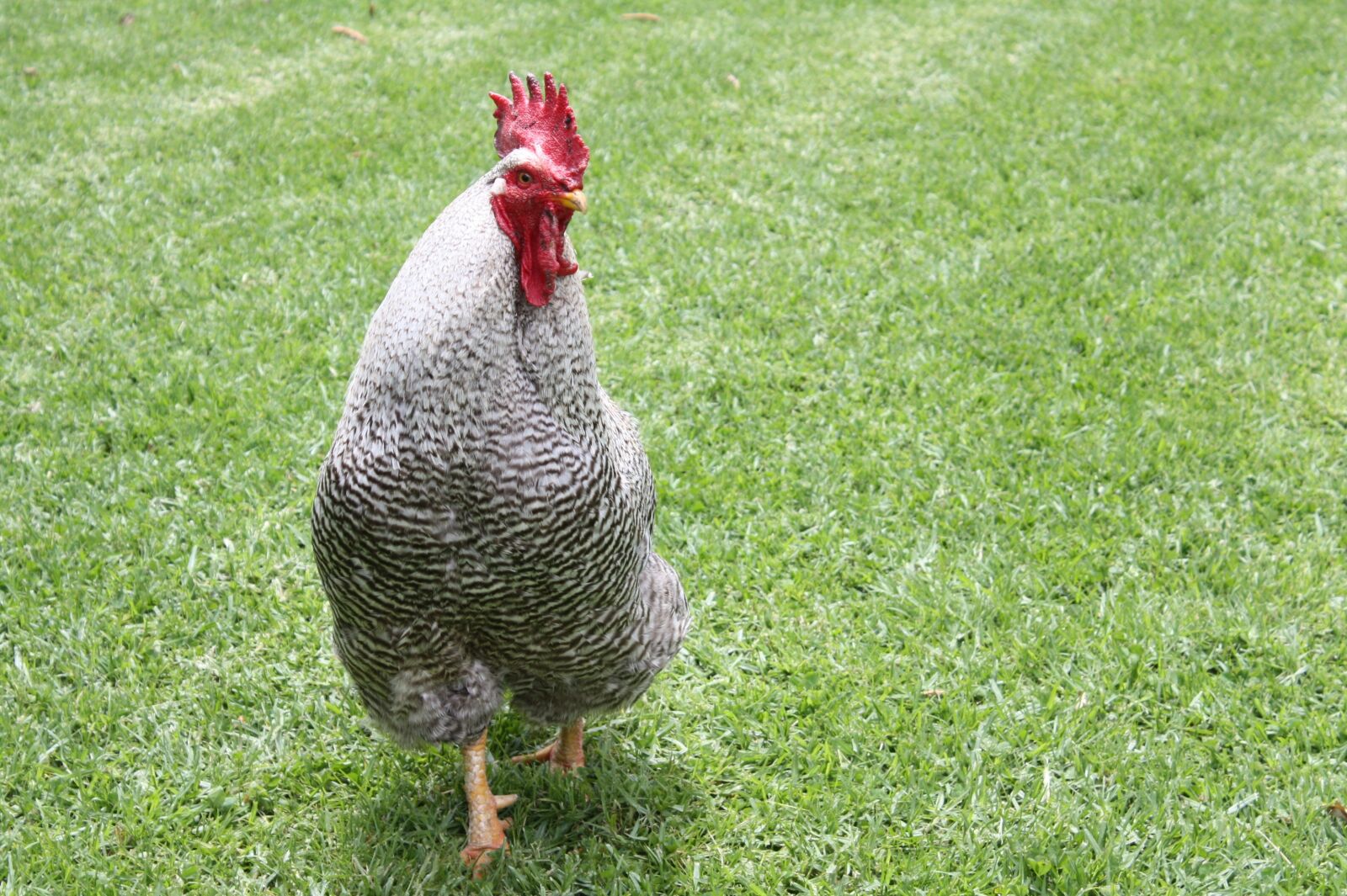 Canon EOS 450D (EOS Rebel XSi / EOS Kiss X2) sample photo. Chicken, animal, poultry photography