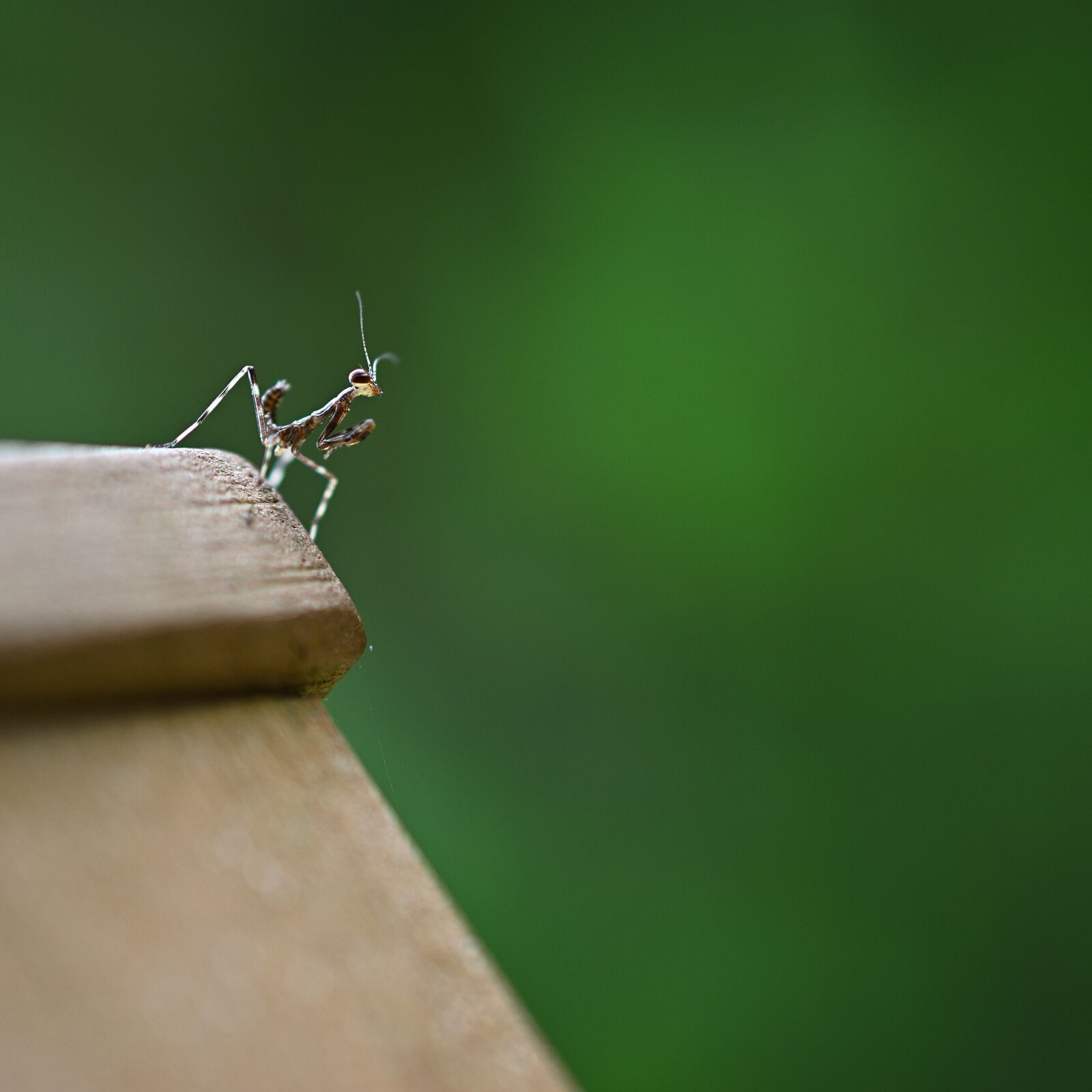 Nikon D3500 sample photo. Mantis, green, brown photography
