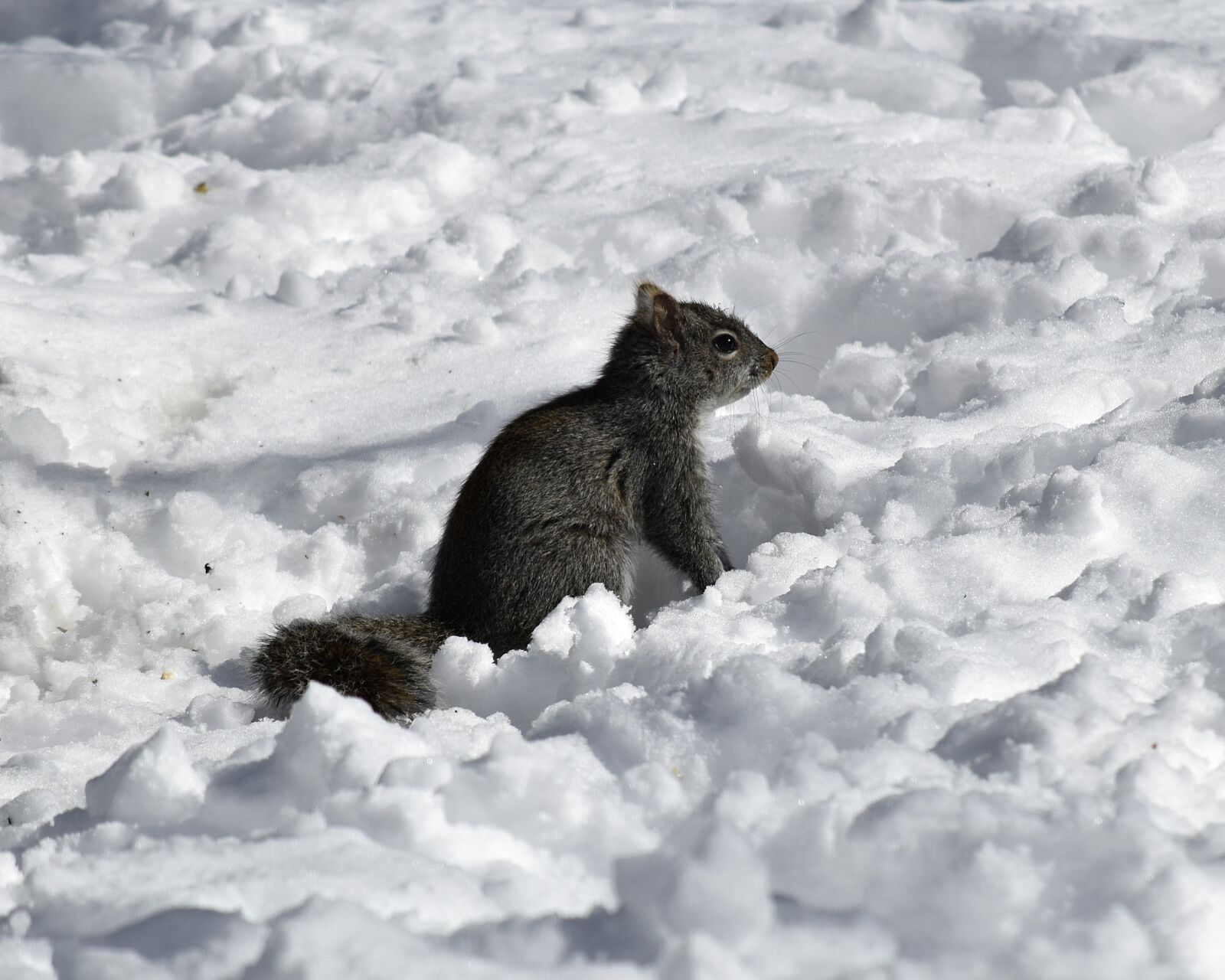 Nikon D3300 sample photo. Winter, snow, mammal photography