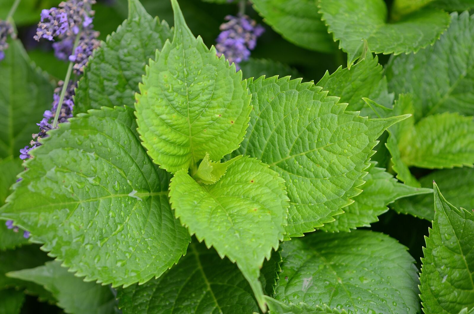 Nikon D7000 sample photo. Natur, leaf, natural photography