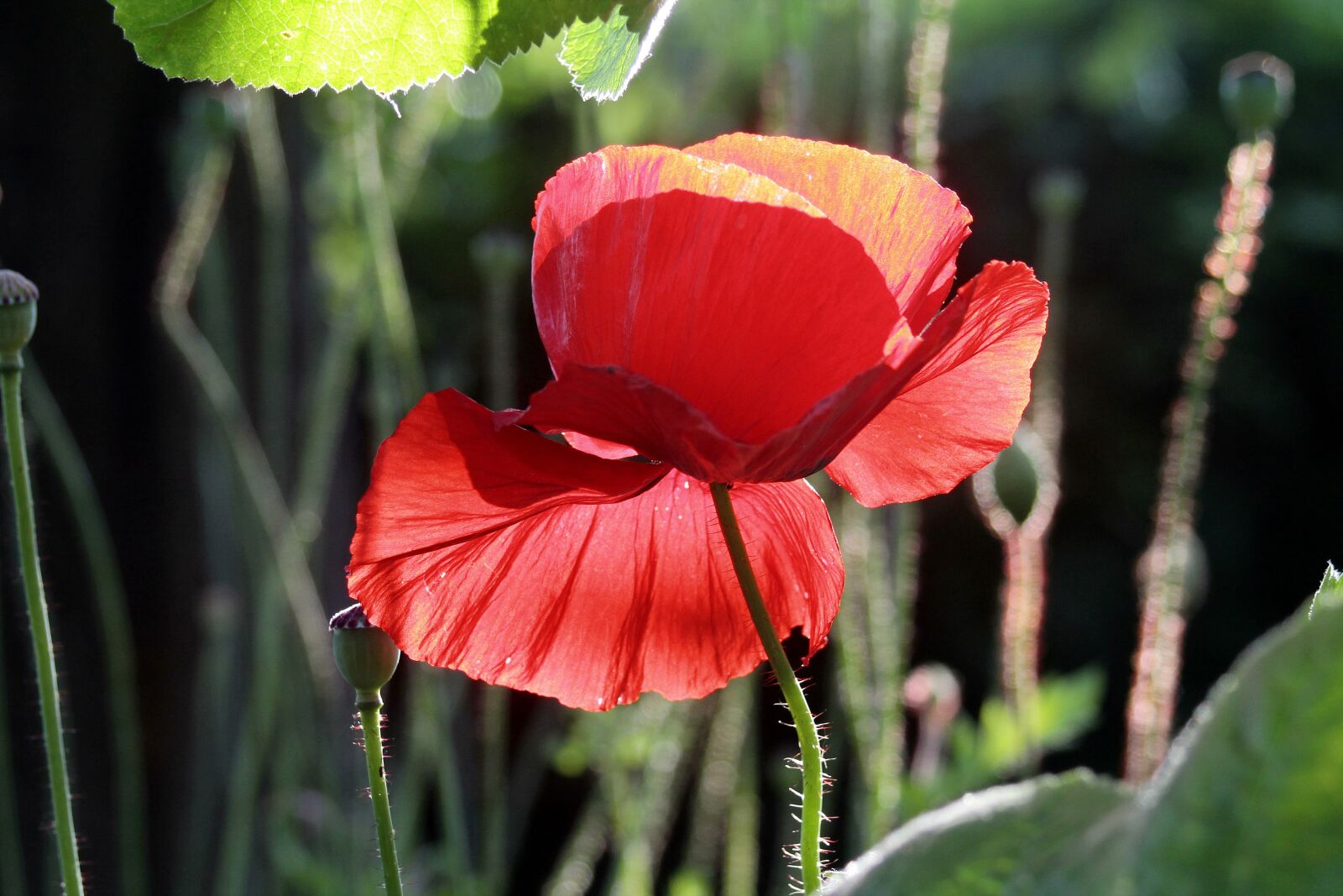 EF35-80mm f/4-5.6 sample photo. Poppy, klatschmohn, poppy flower photography