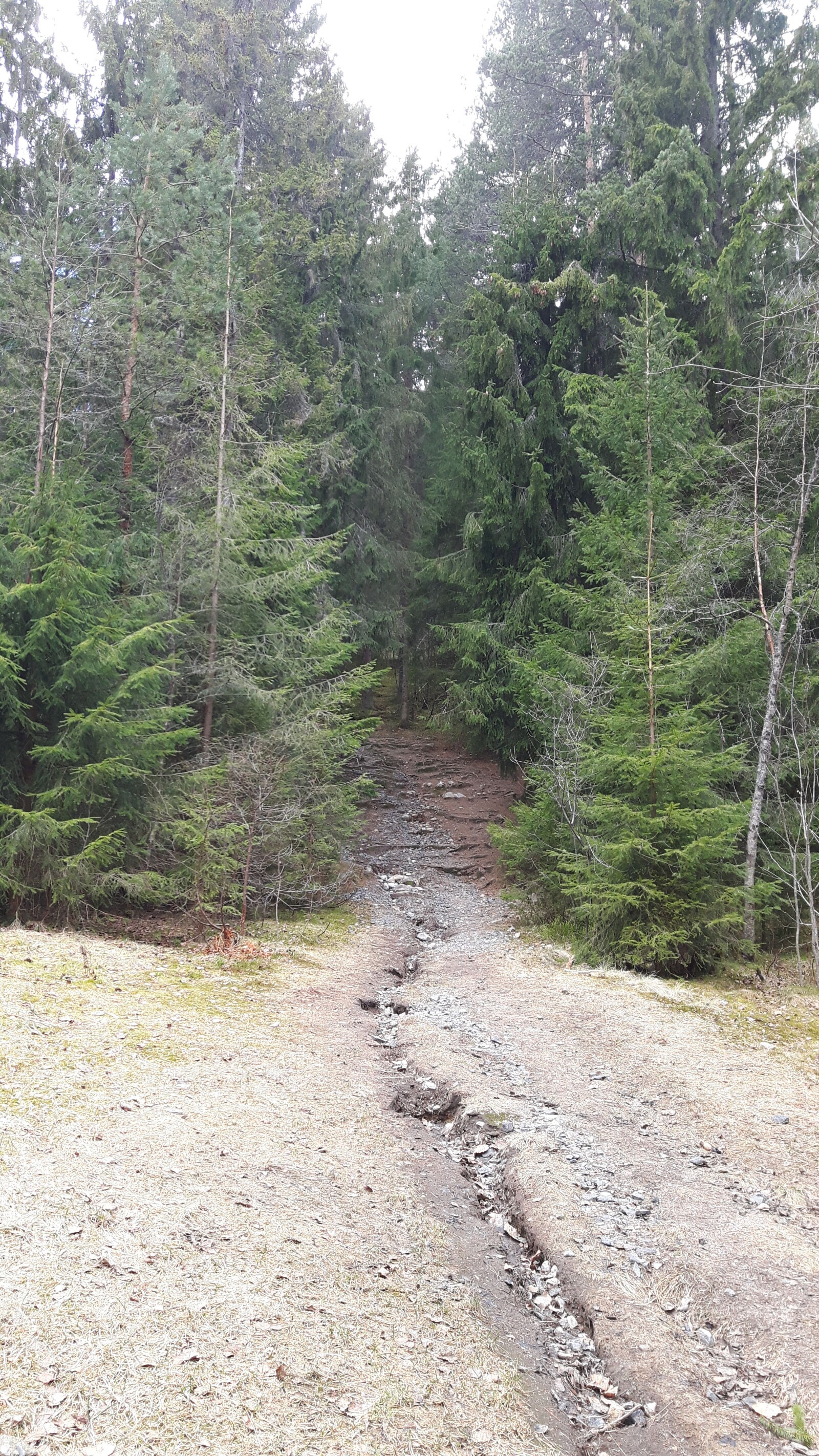 Samsung Galaxy S5 Neo sample photo. Forest, green, norway photography