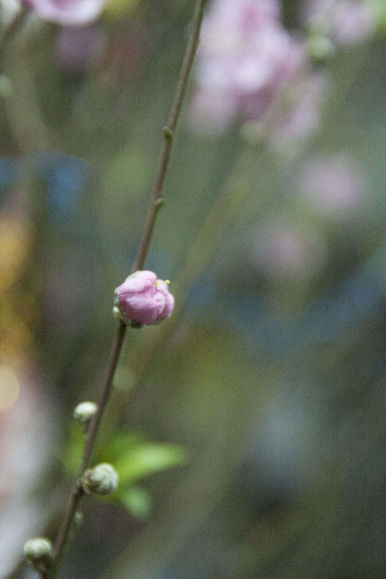 Canon EOS 40D sample photo. Delete font, natural, lonely photography