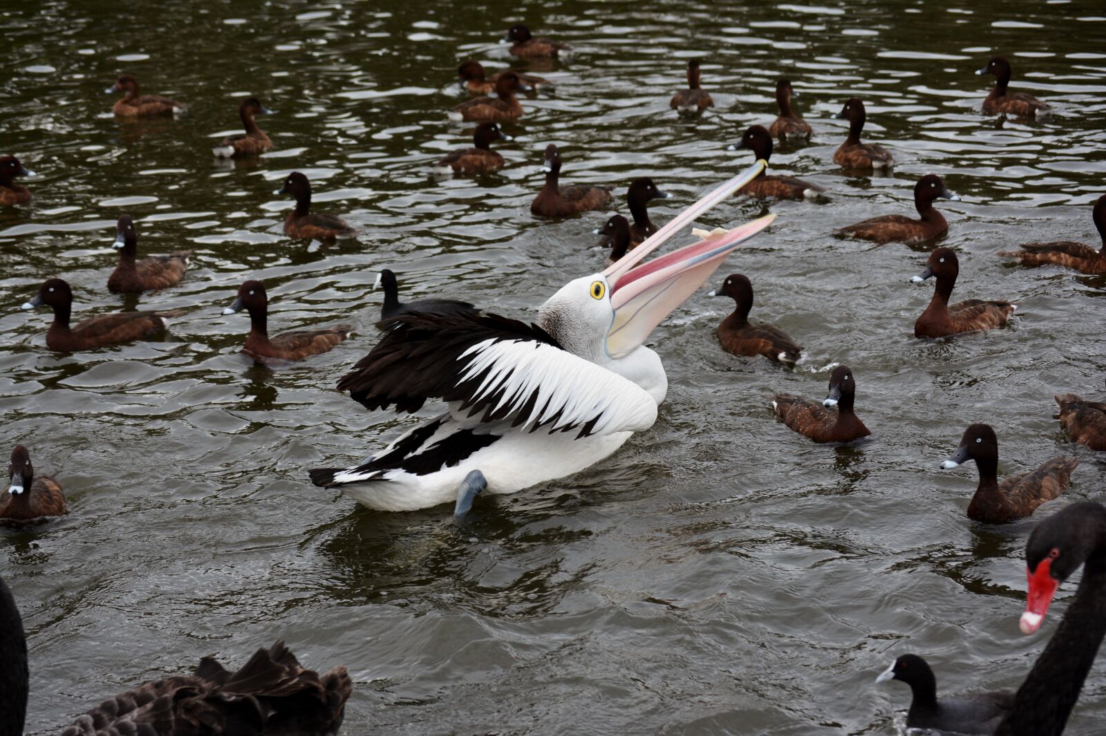 Nikon D7100 sample photo. Pelican, bird, water bird photography