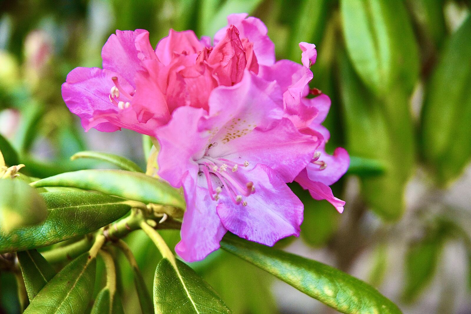 Nikon D5200 sample photo. Color, beauty, spring photography