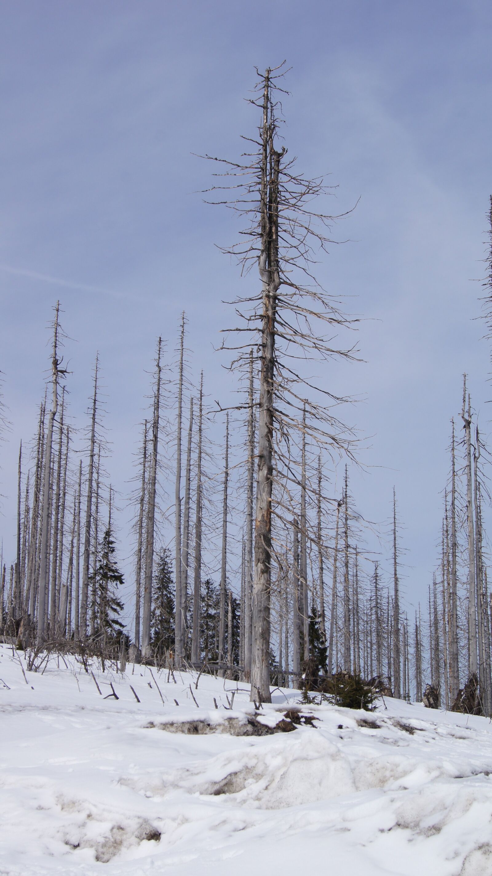 Sony SLT-A55 (SLT-A55V) sample photo. Winter, three chair, bark photography